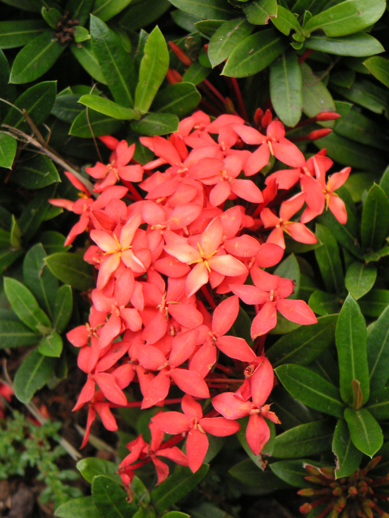 Ixora coccinea