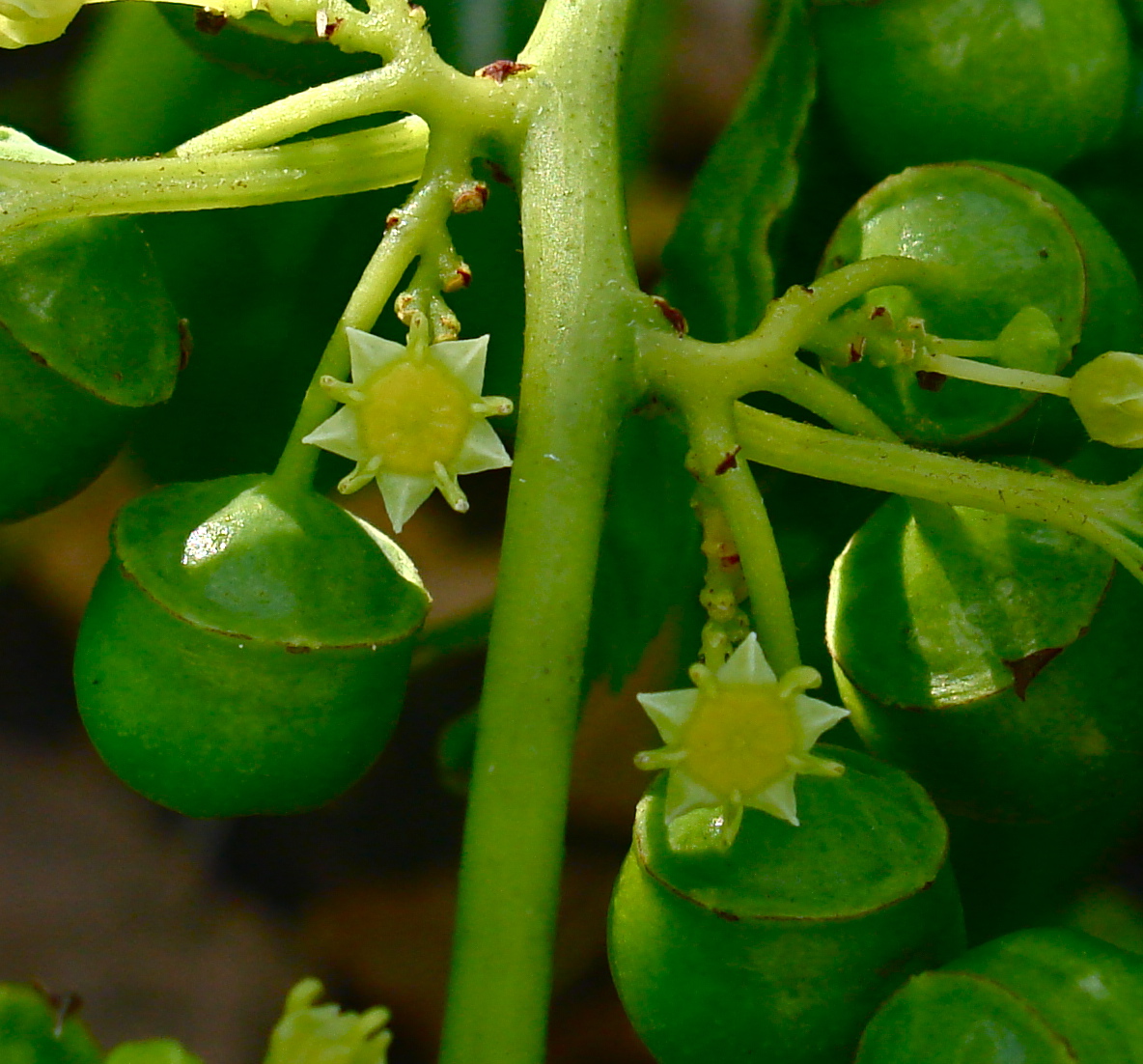 Colubrina asiatica