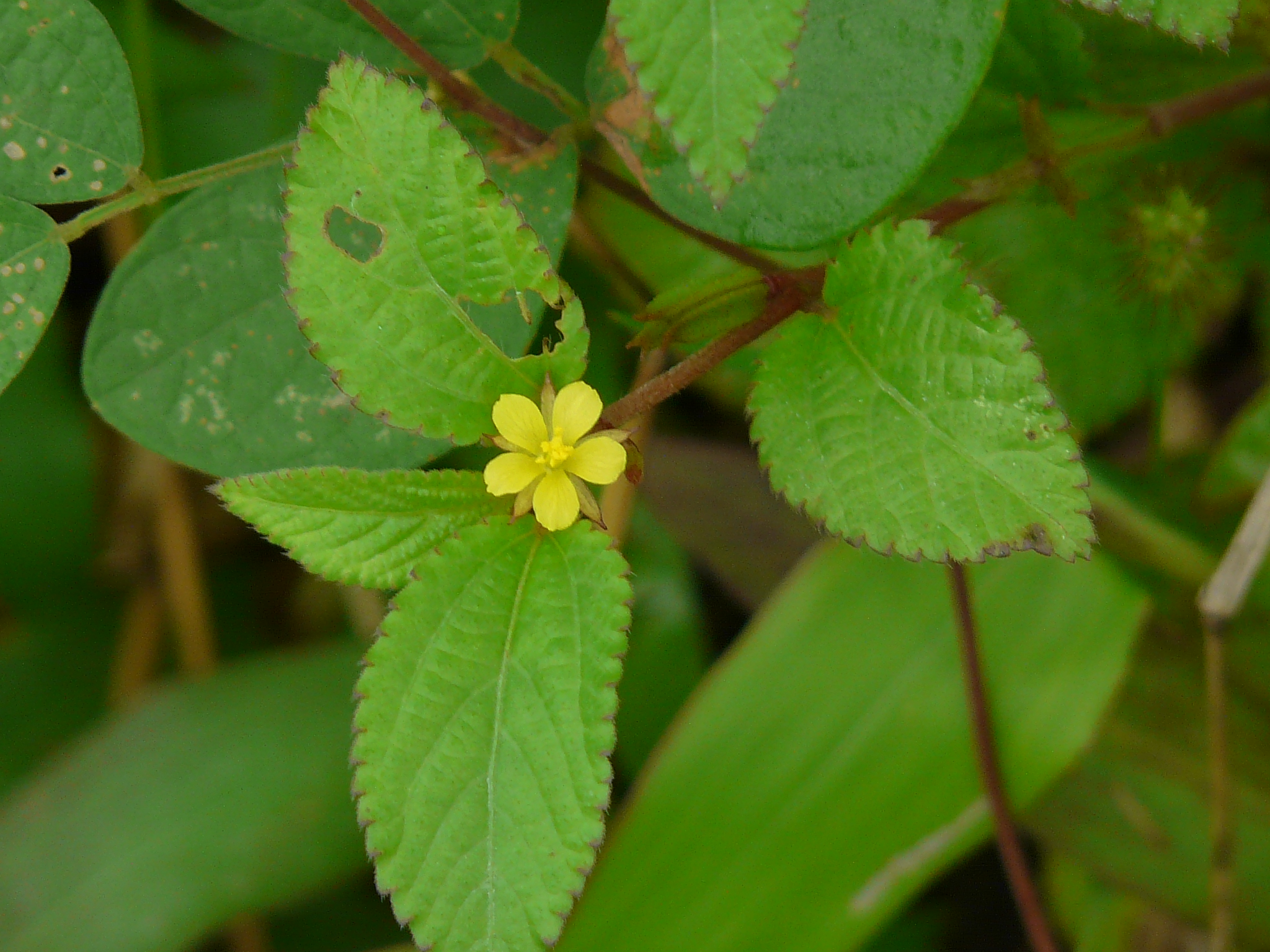 Close up of a yellow flower and serrated leaves with some herbivore damage