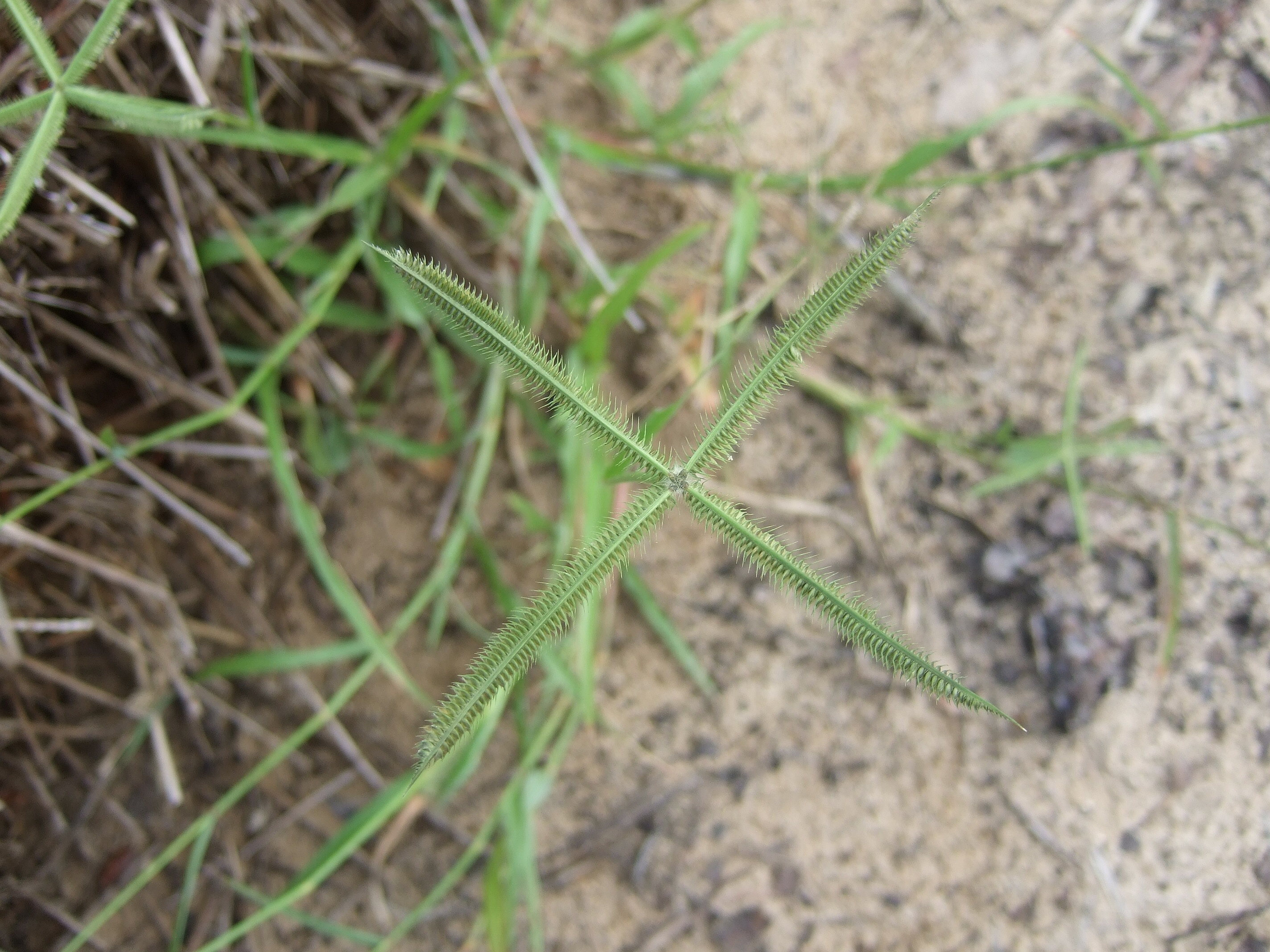 Dactyloctenium aegyptium