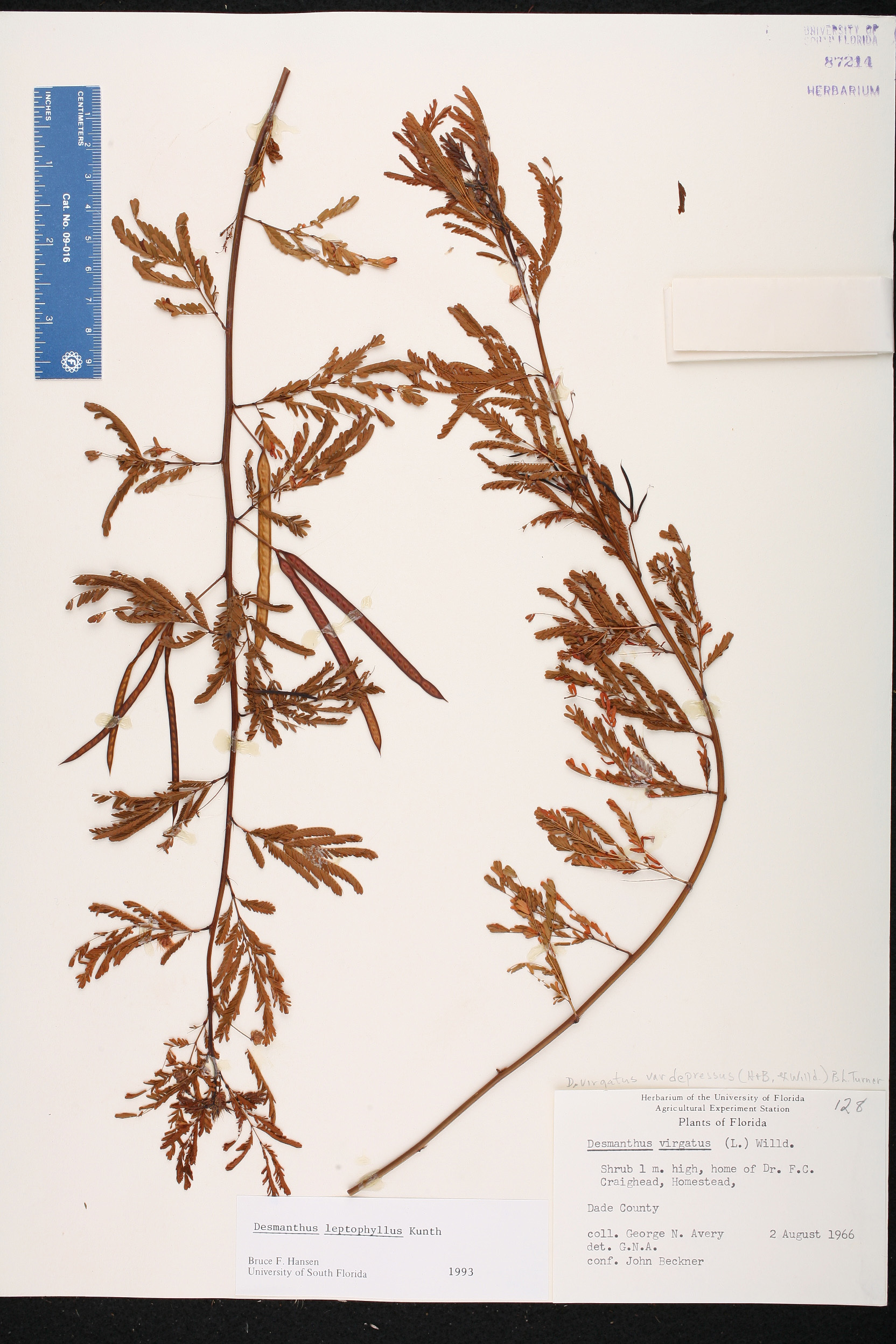 Herbarium record of a dried stem with leaves and died legumes
