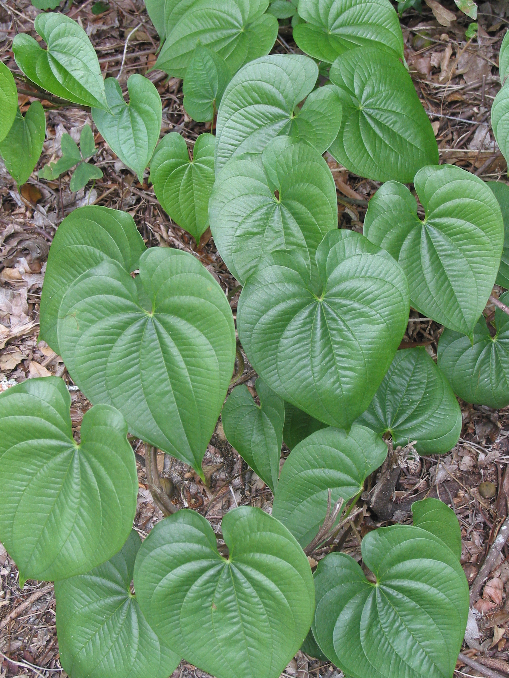 Dioscorea bulbifera