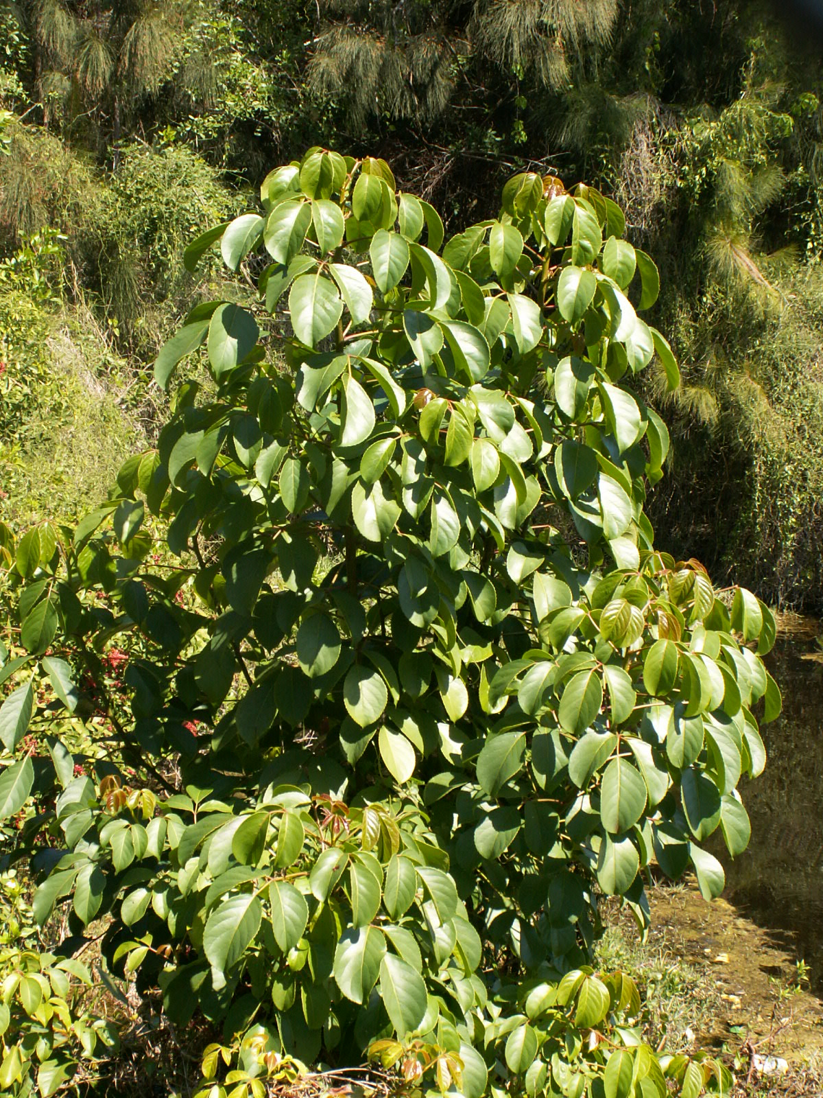 Bischofia javanica - Florida Natural Areas Inventory