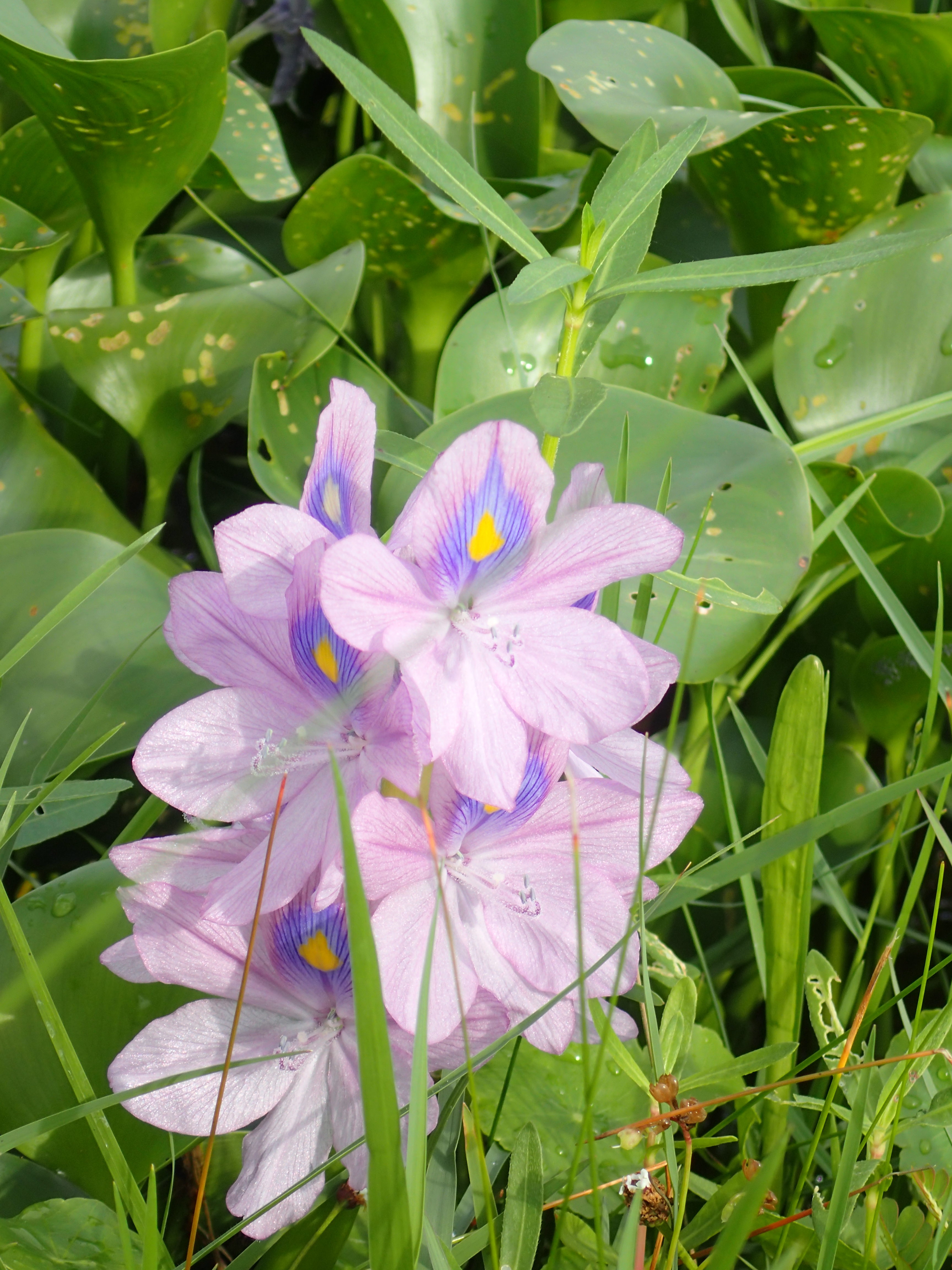 Eichhornia crassipes