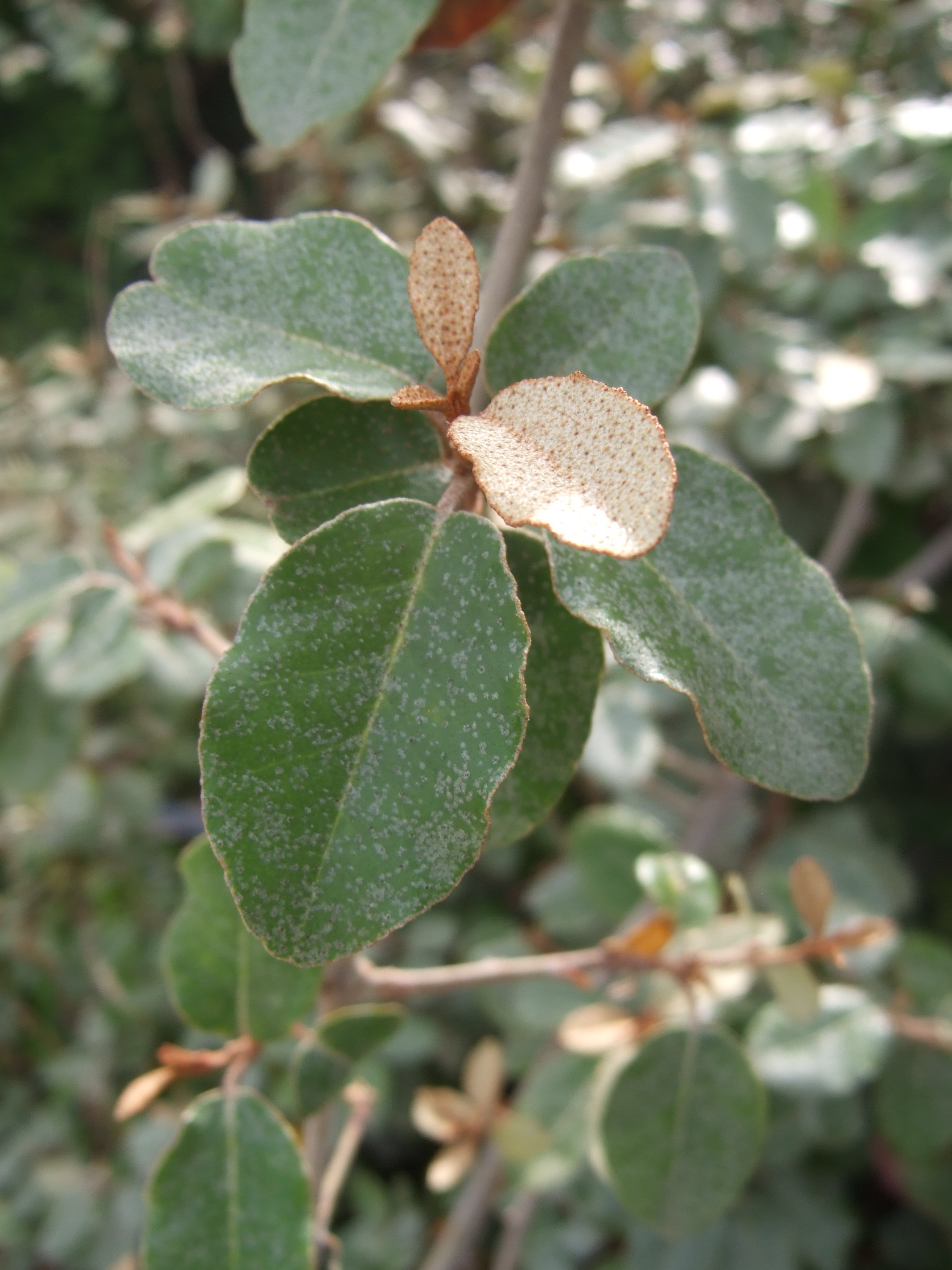 Close up of leaves showing silvery and rusty scales 