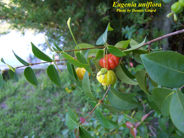 Eugenia uniflora