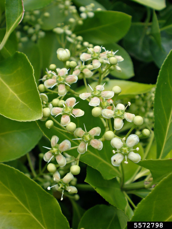 Close up showing mostly flowers and buds