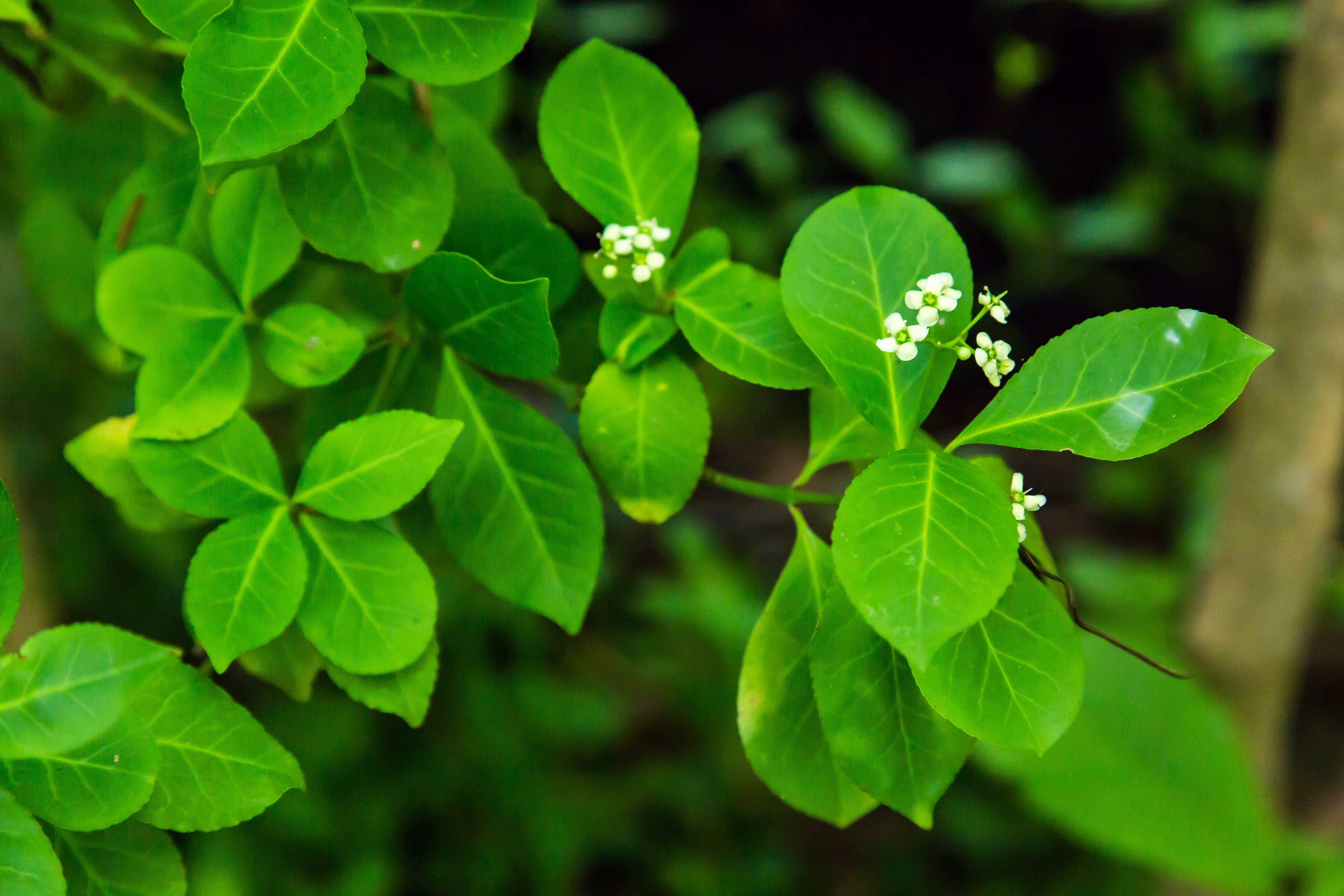 Leaves and stem showing opposite leaf structure and flowers