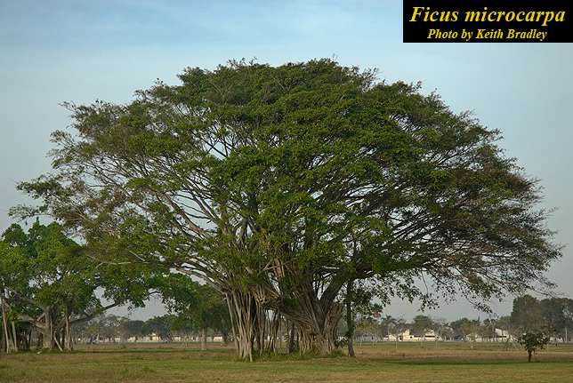 Ficus microcarpa