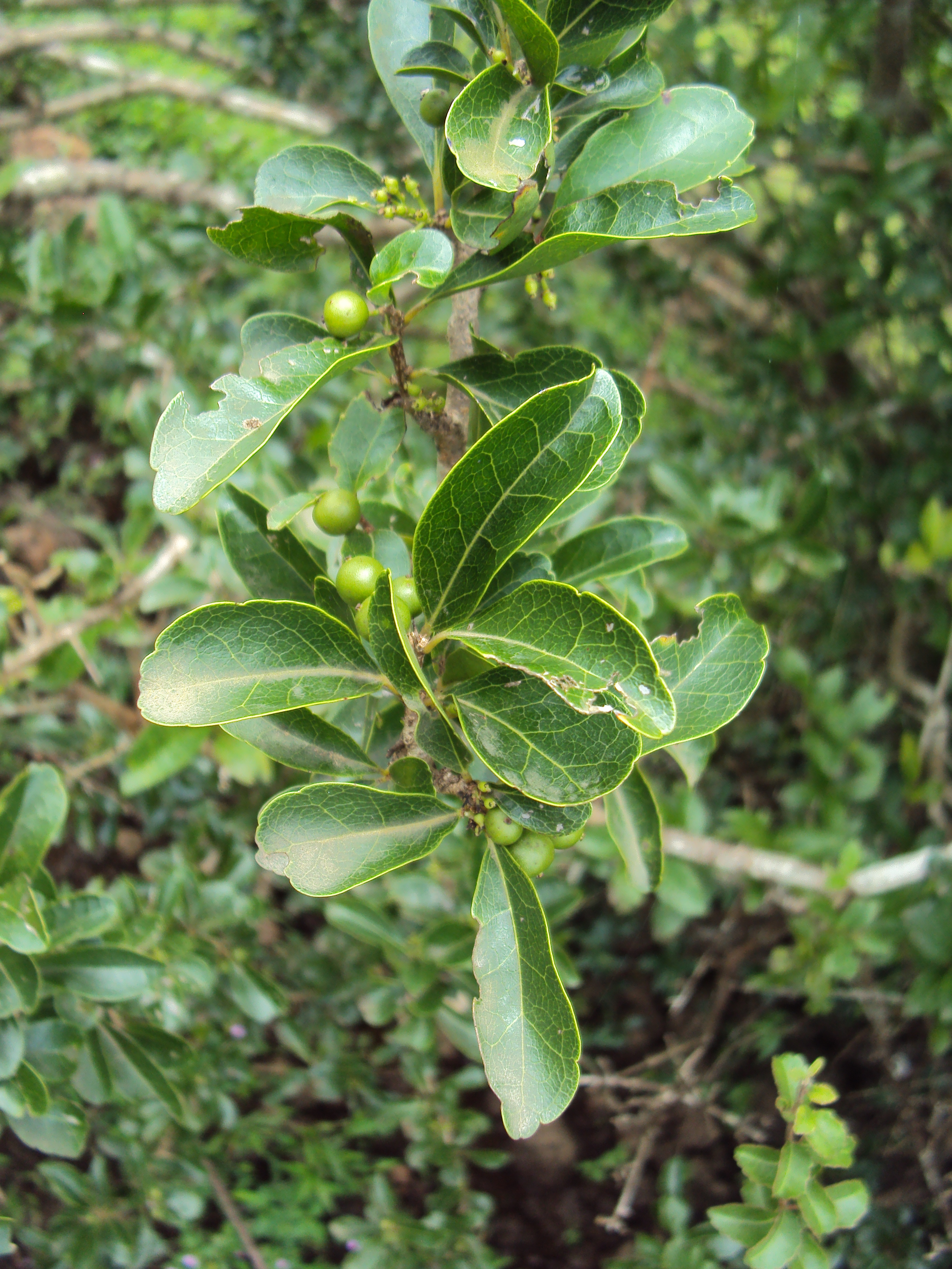 Flacourtia indica