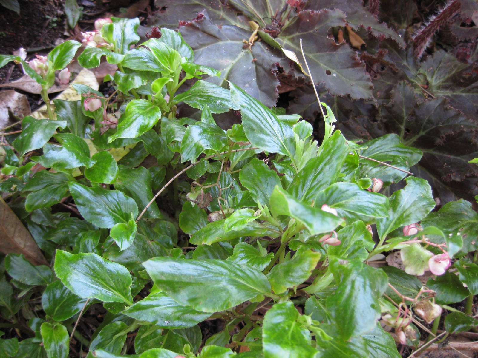 Begonia cucullata