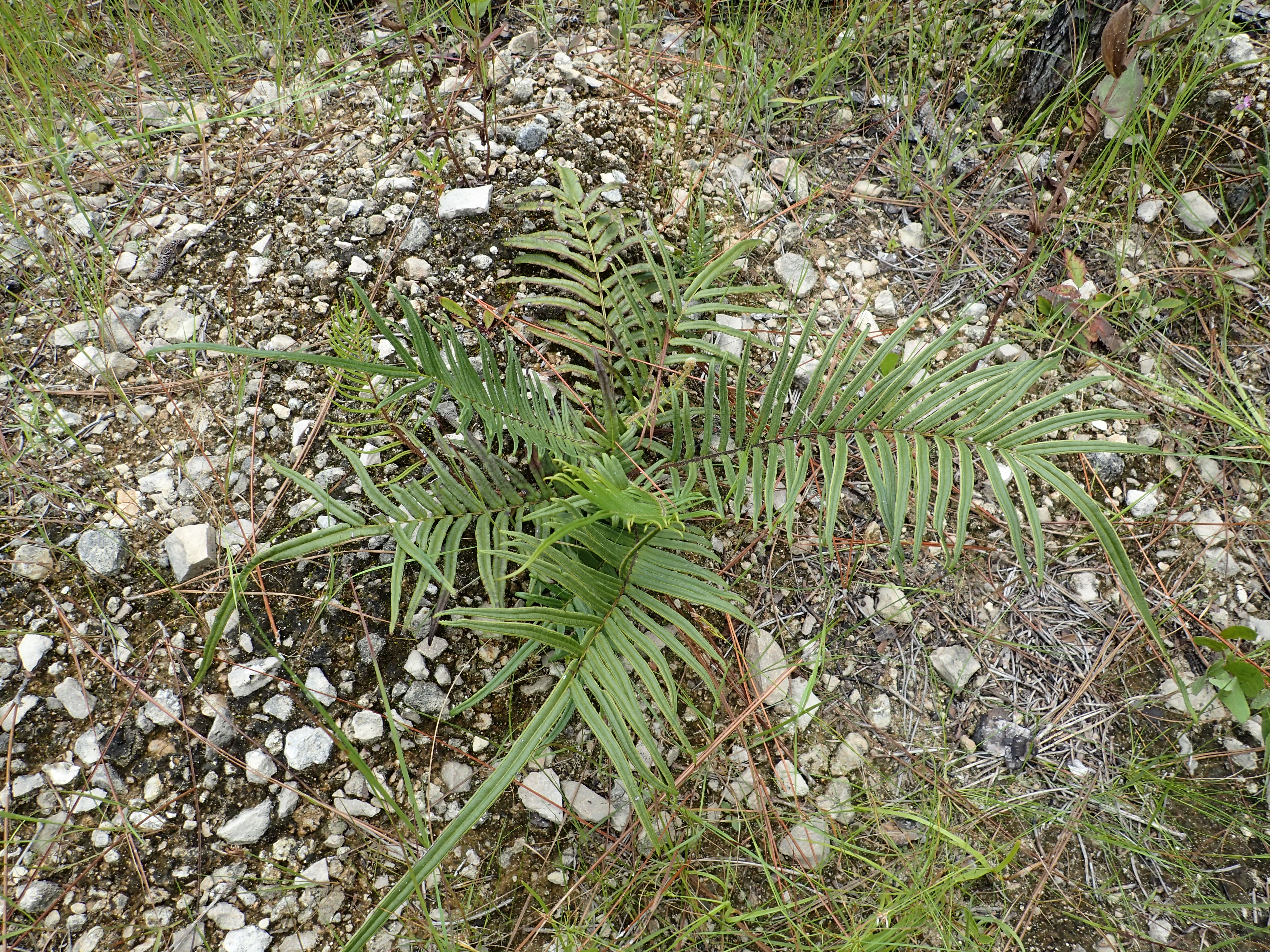 Chinese brake fern growing among sand and crushed limestone near orchid pond, Hurlburt Field, EOD Range.