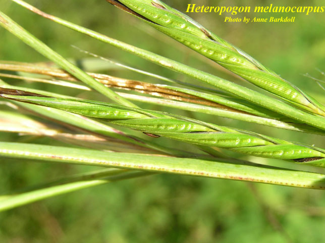 Close up of spikelets