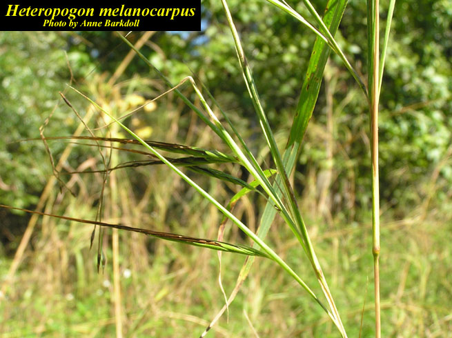 Growth habit included single leaf blade and rames and spikelets of grass
