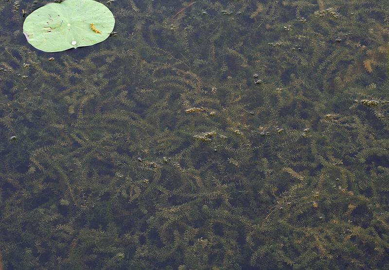 Hydrilla verticillata