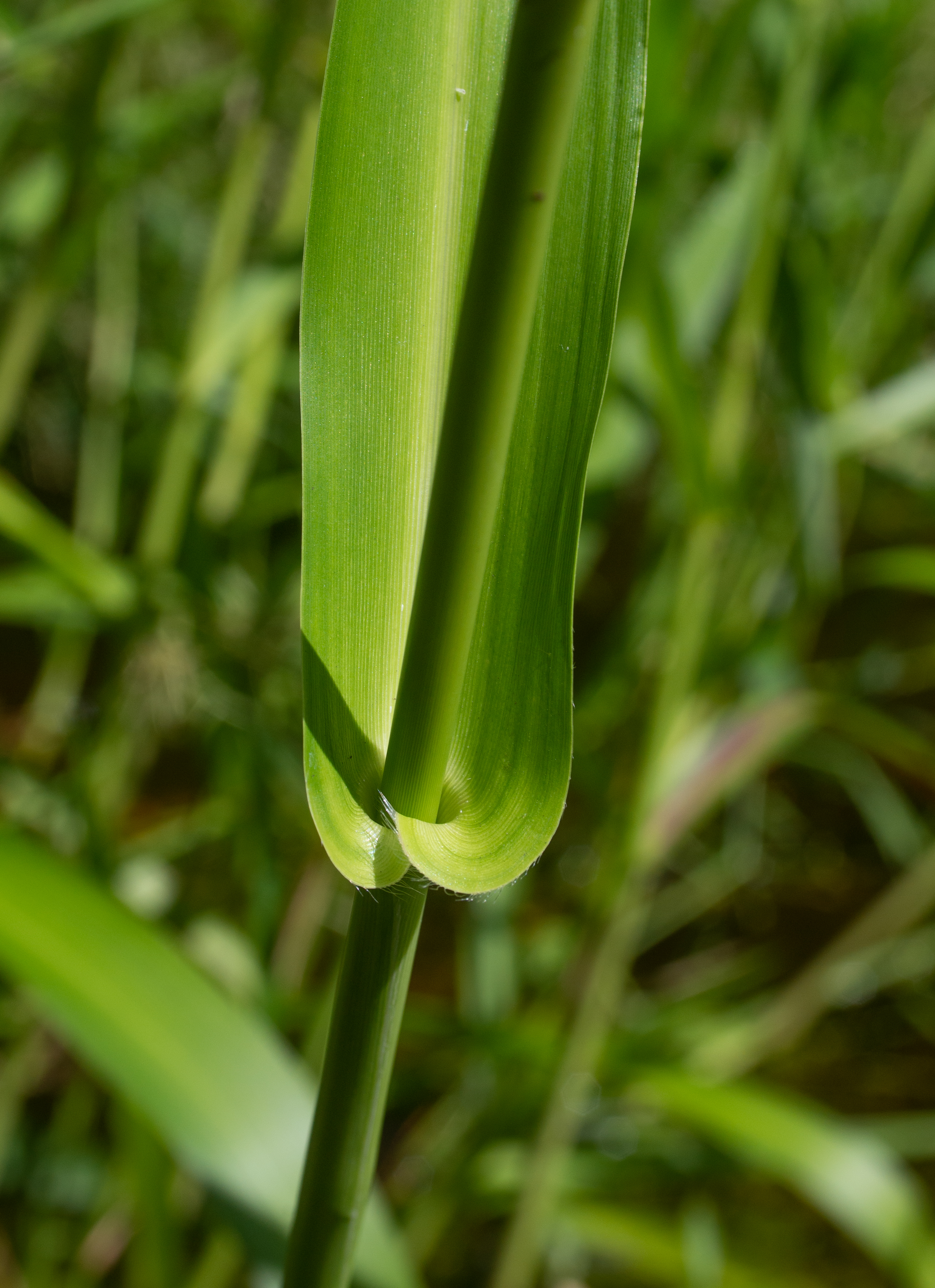 Hymenachne amplexicaulis