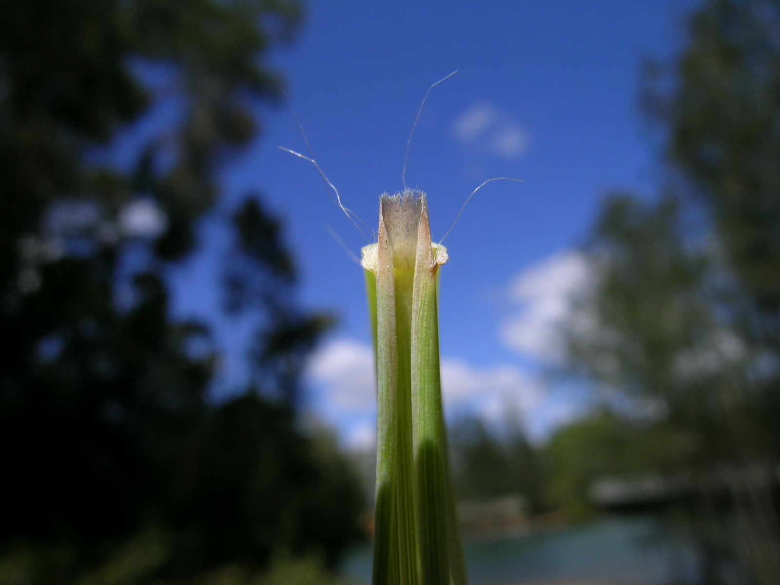 Close up of ligule