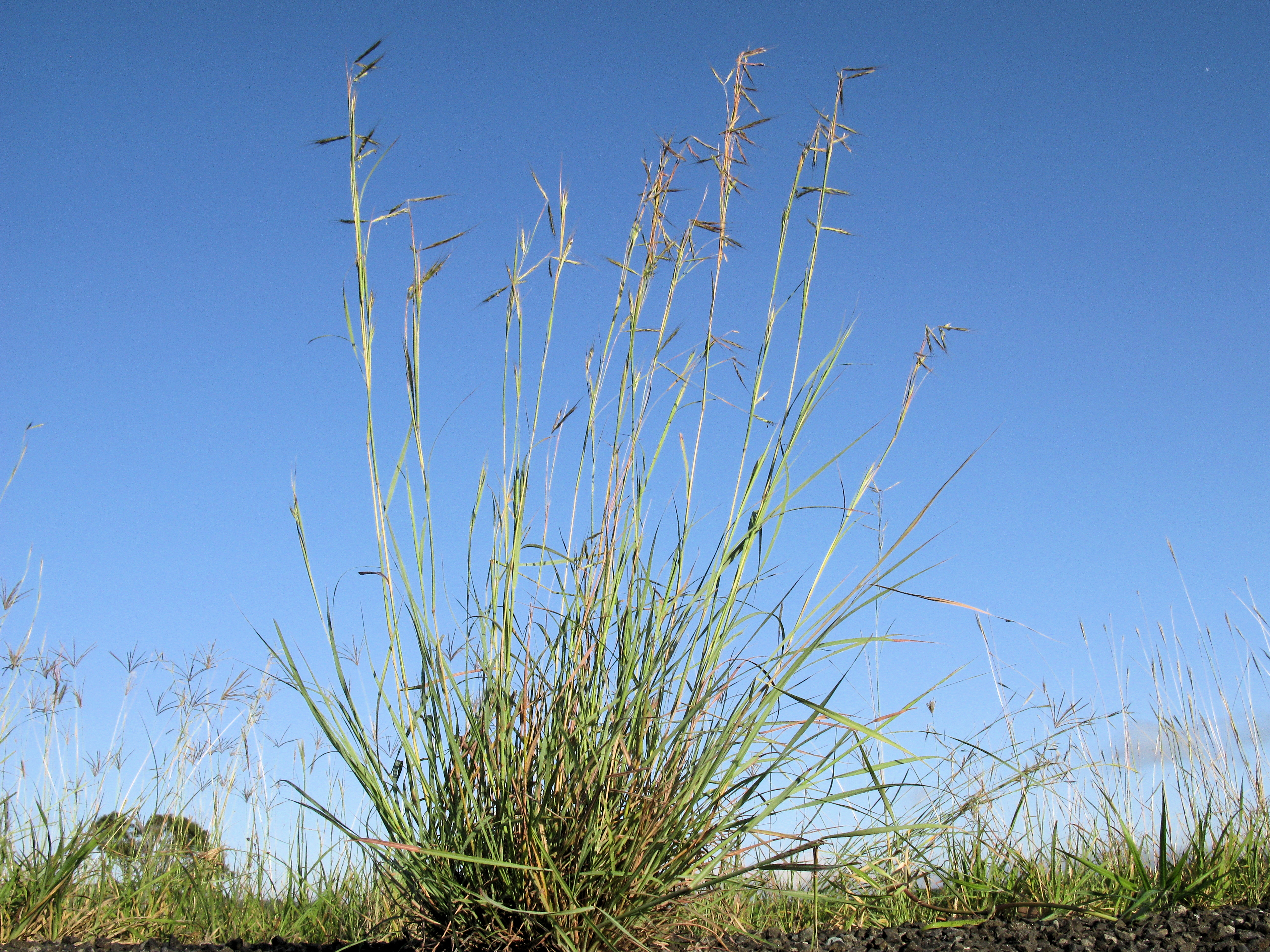 Dense clump of grass showing spikelets