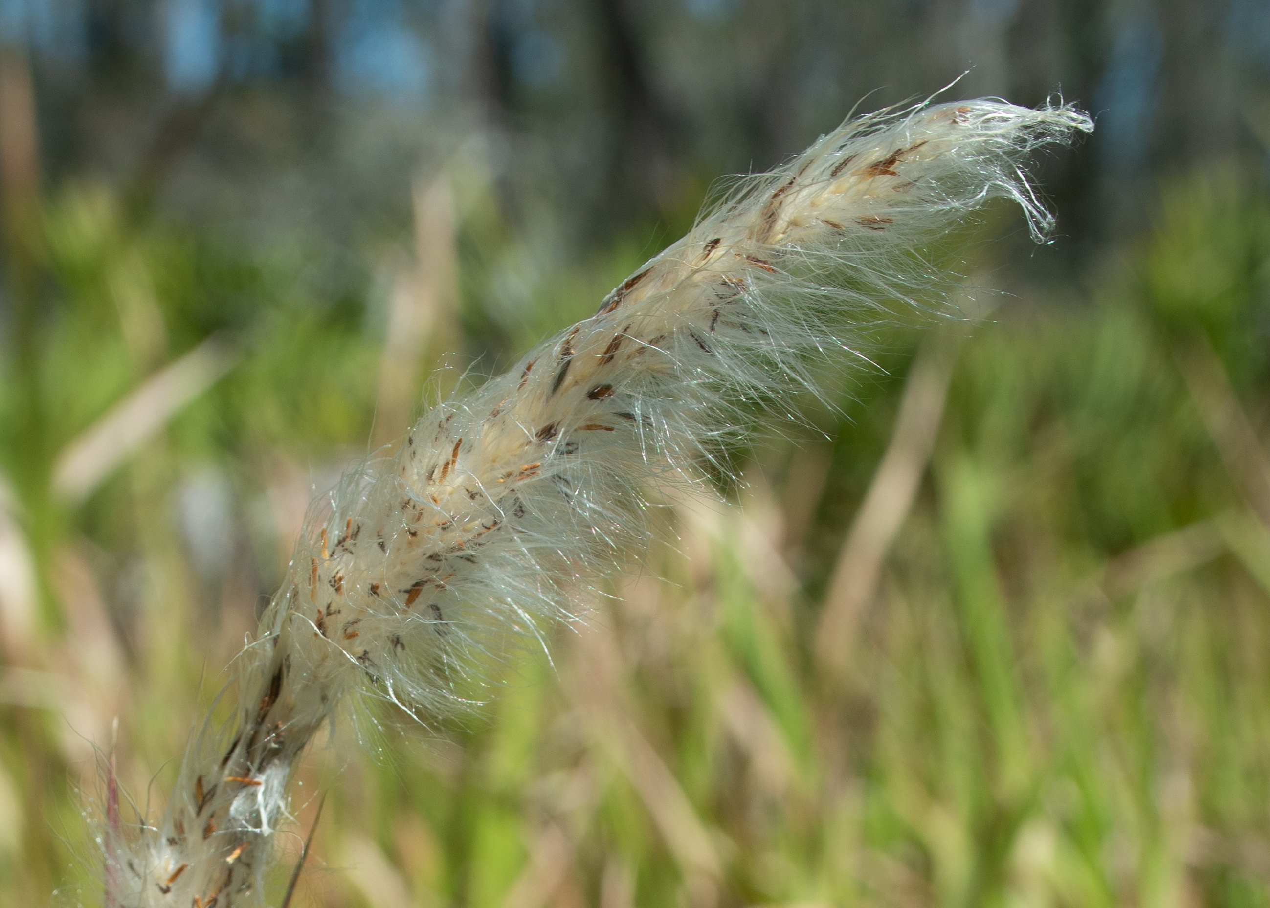 Habit and habitat of cogon grass in mesic flatwoods