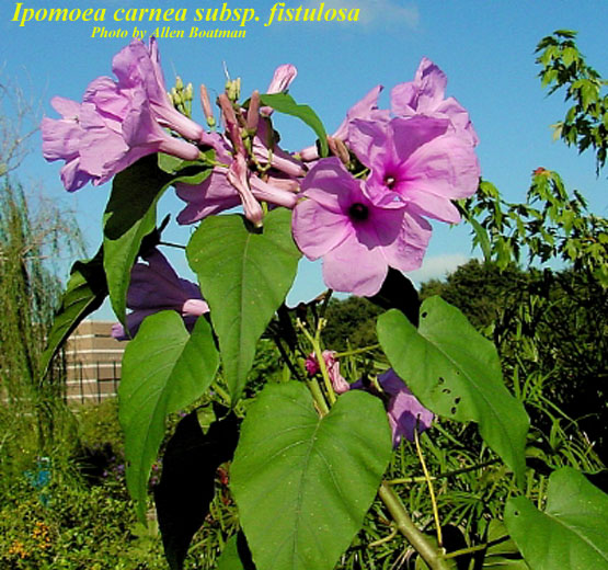 Ipomoea carnea ssp. fistulosa