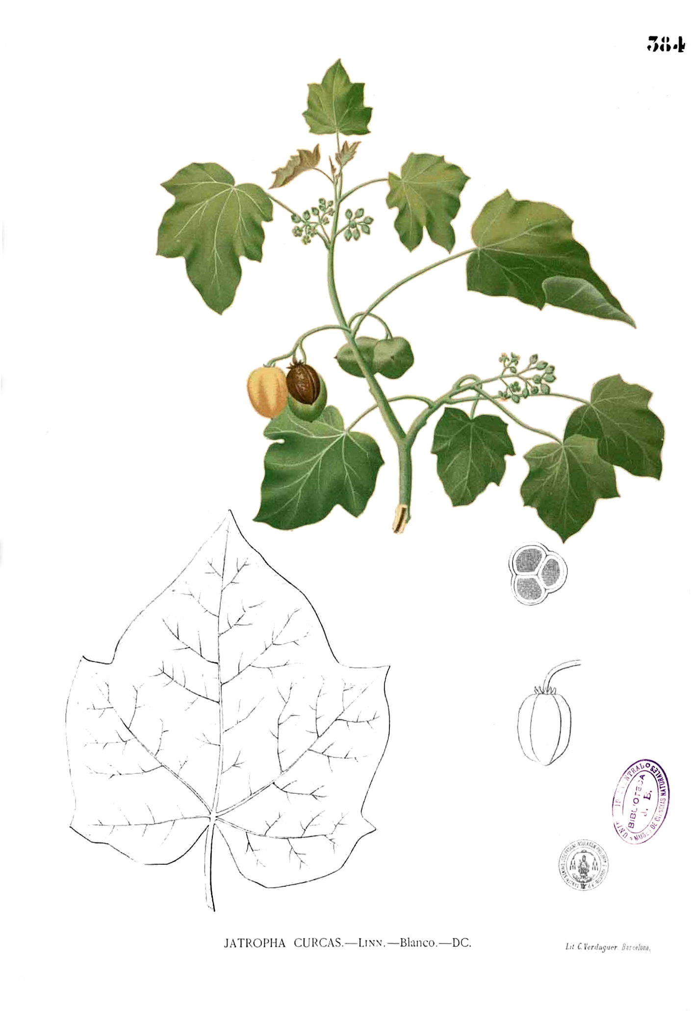 Jatropha curcas