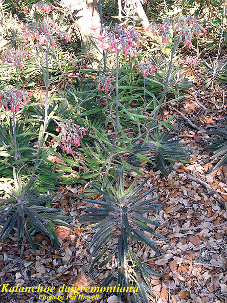 Kalanchoe daigremontiana