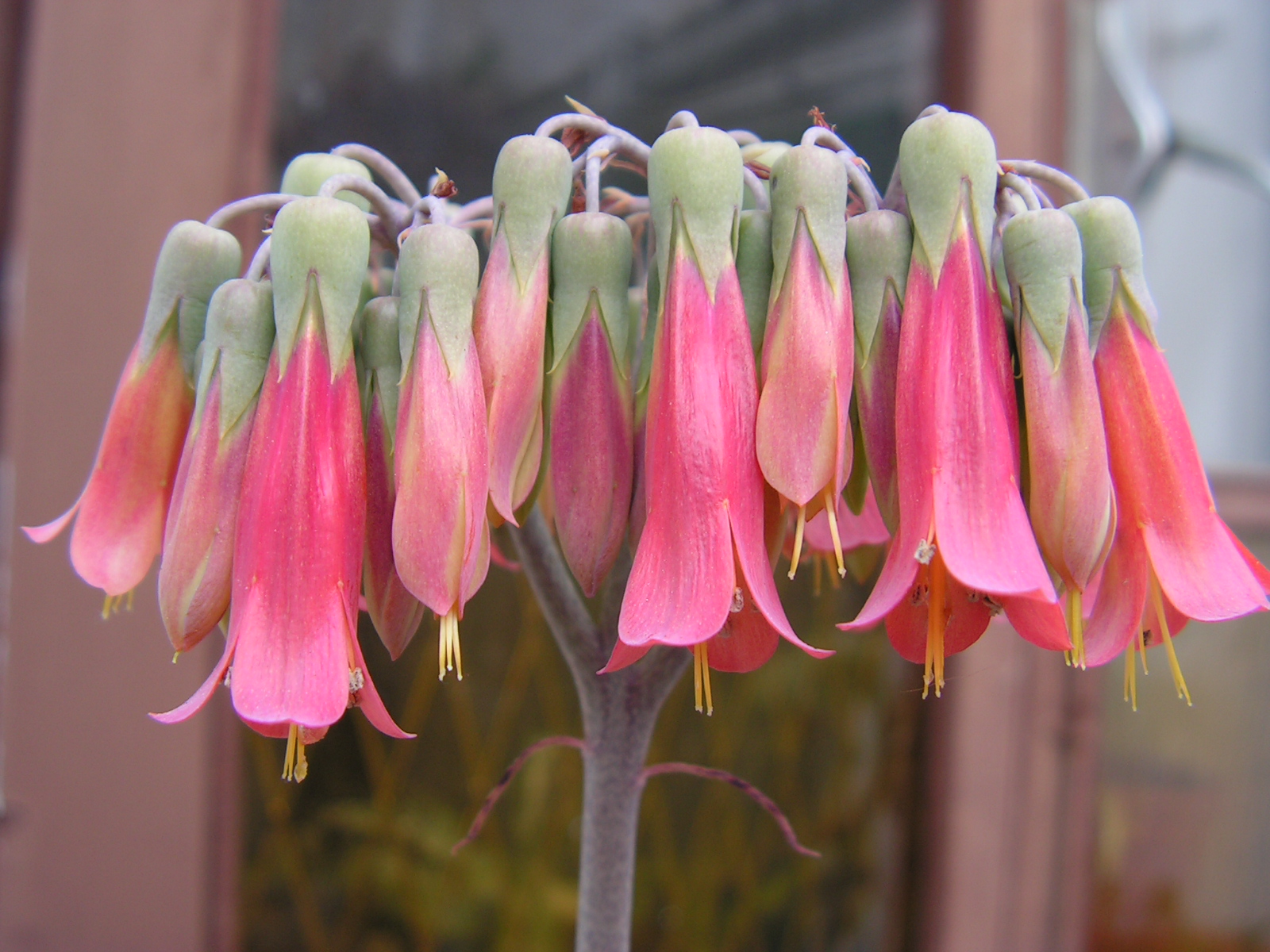 Close up of pinkish downward turned elongated flowers