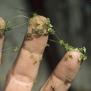 Landoltia punctata