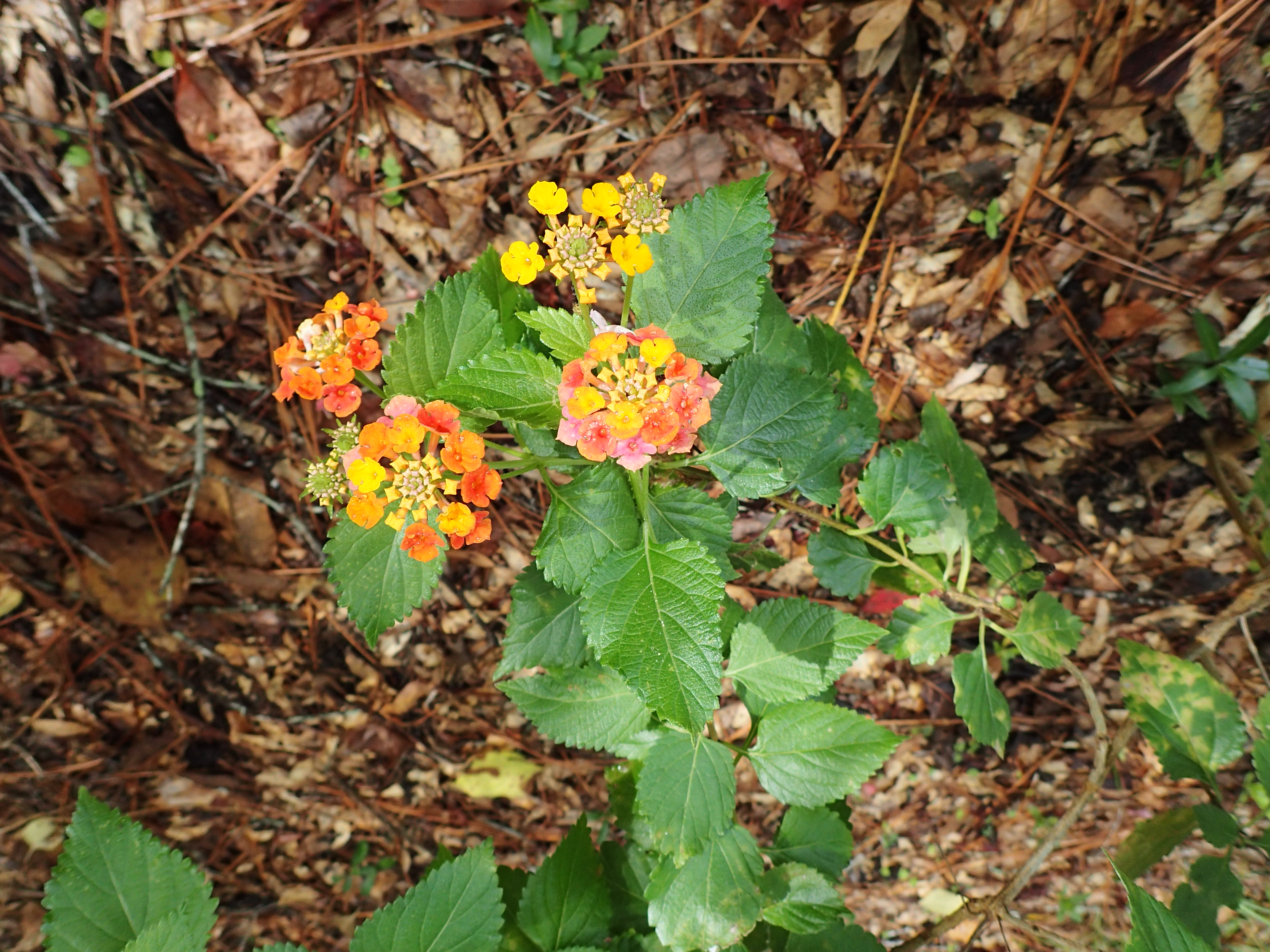 Lantana with orange and yellow flowers