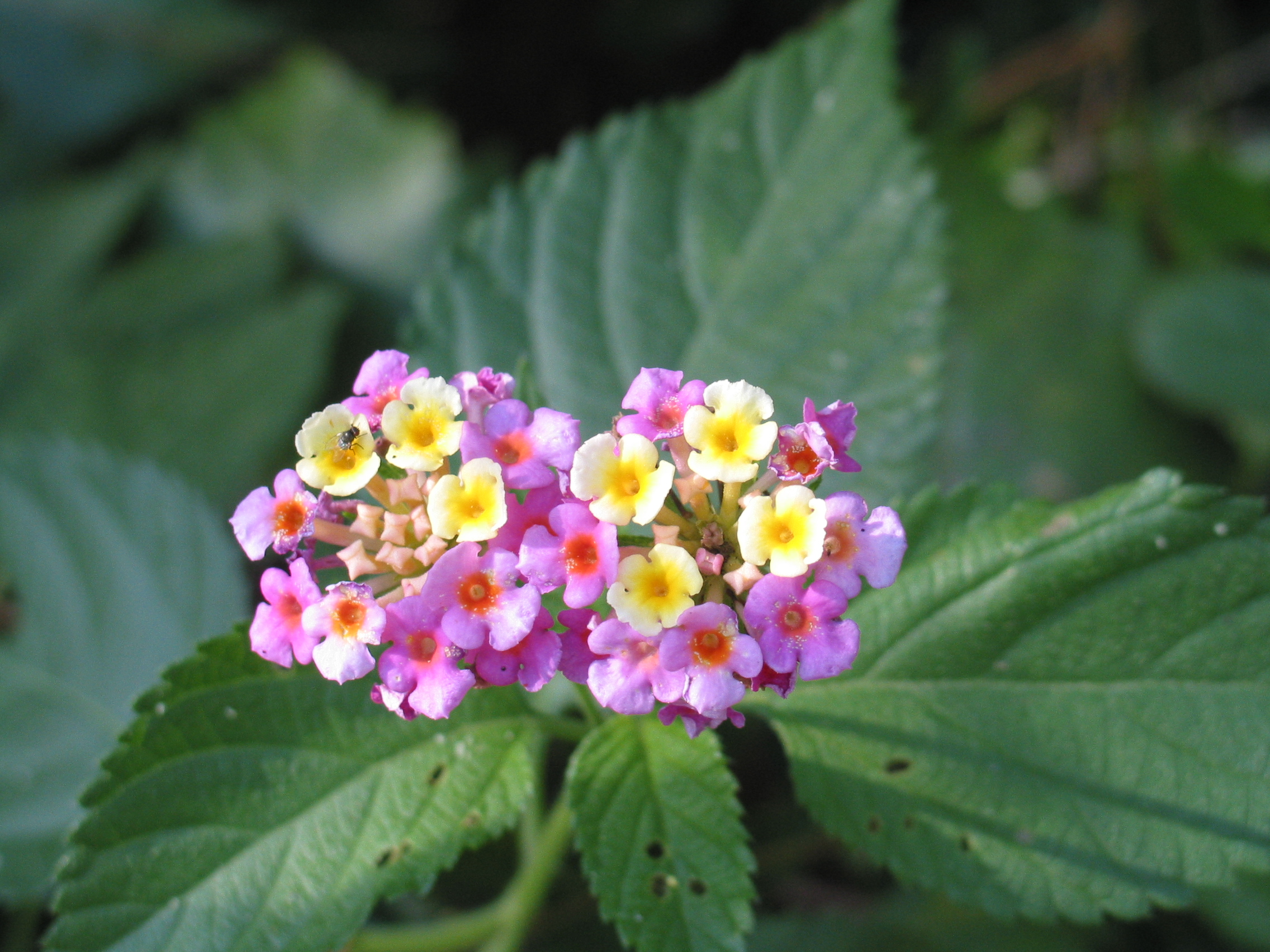 Lantana with pink and yellow flowers