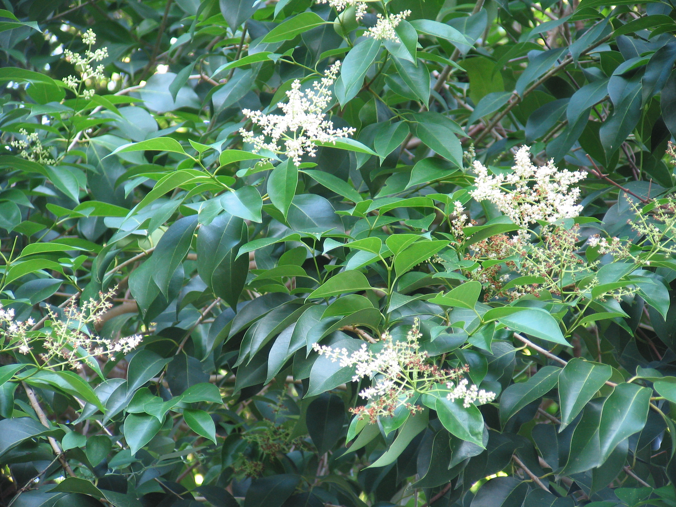 White clusters of pyramidal flowers