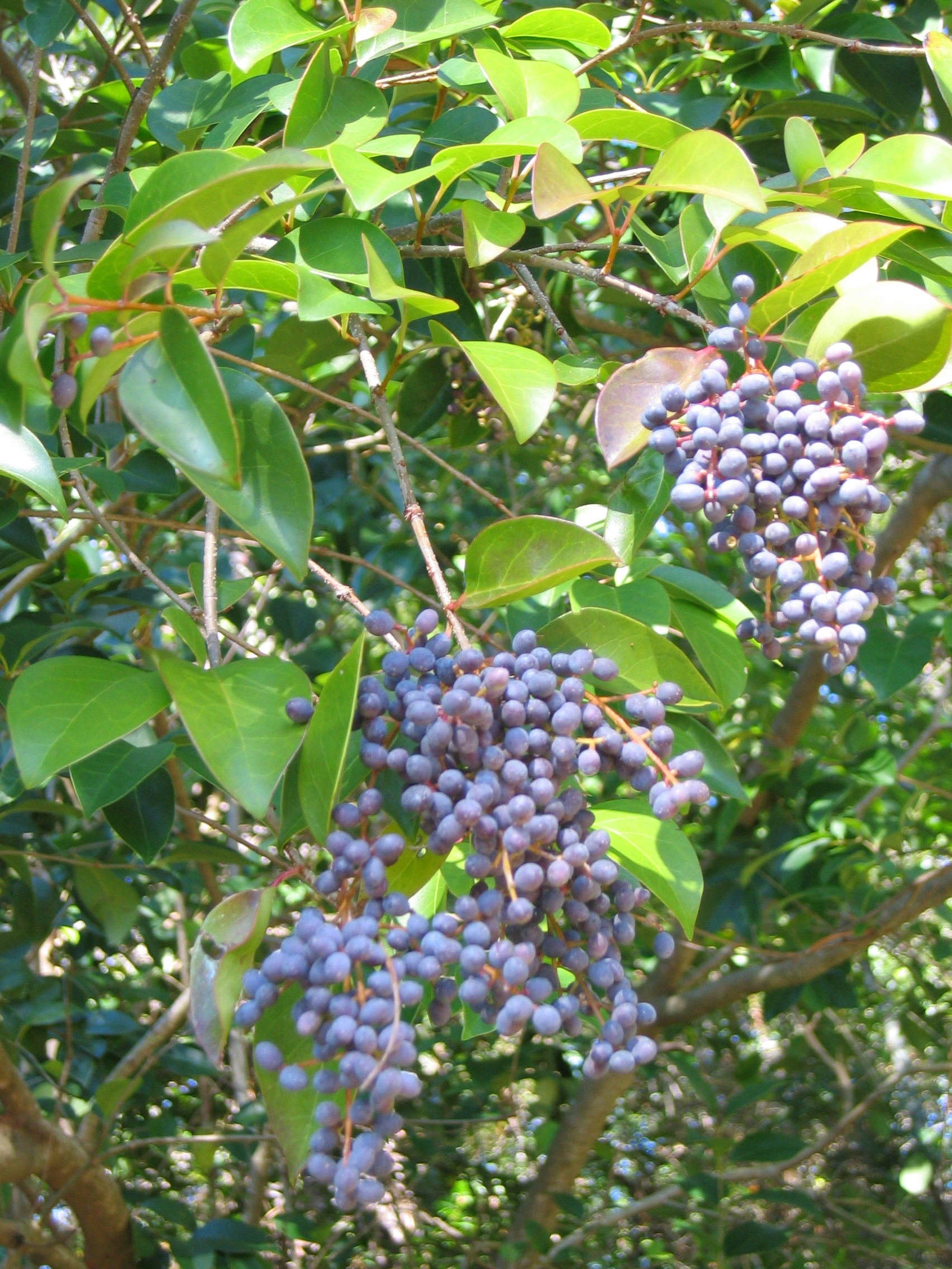 Bluish-black fruits