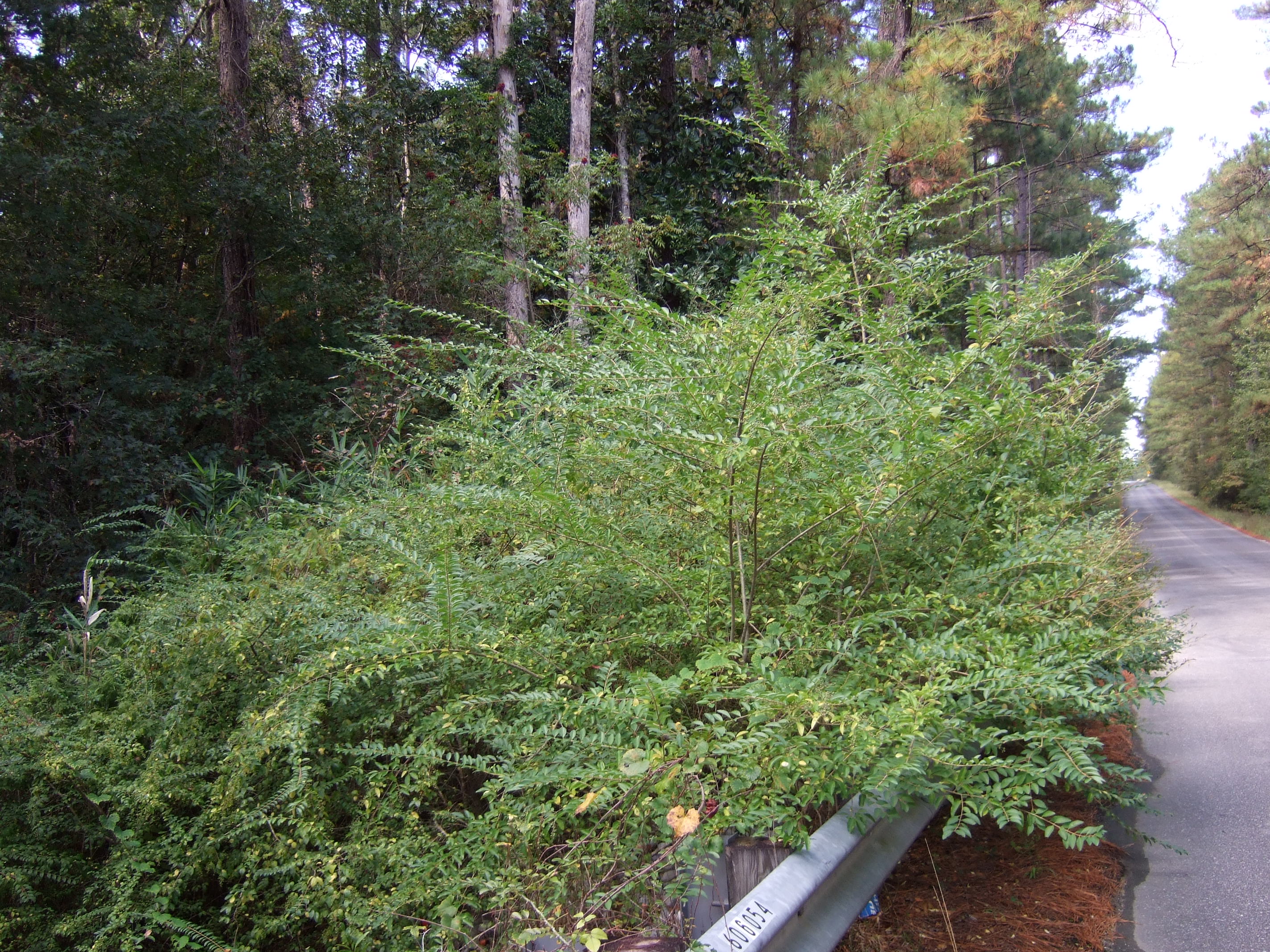 Typical growth form of Chinese privet.
