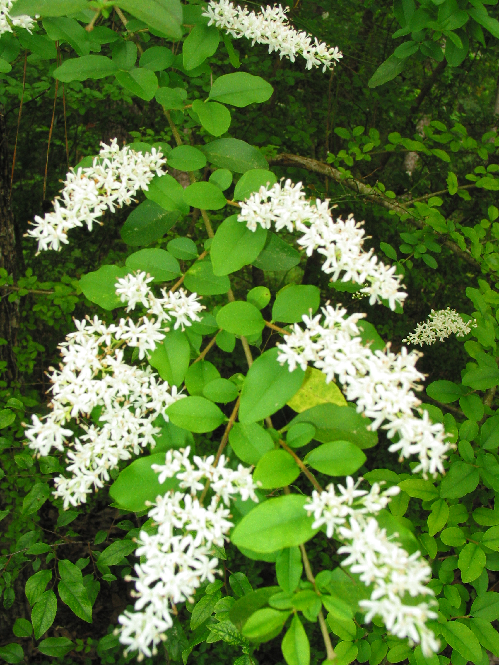 Flowering Chinese privet, with flowers on the ends of short branches.