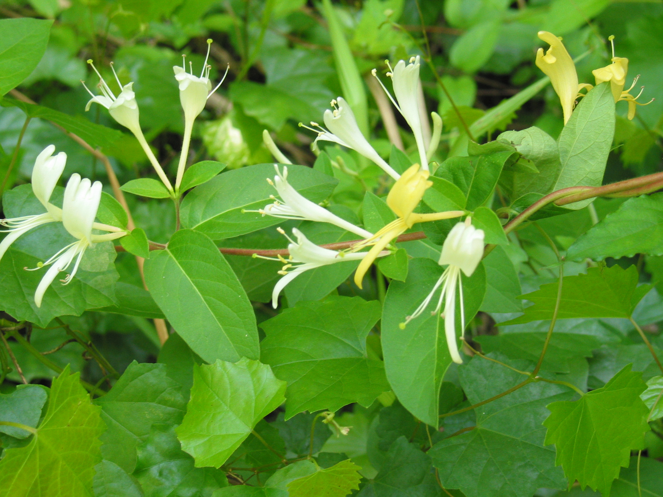 Flowering vine, with older flowers turning yellow.