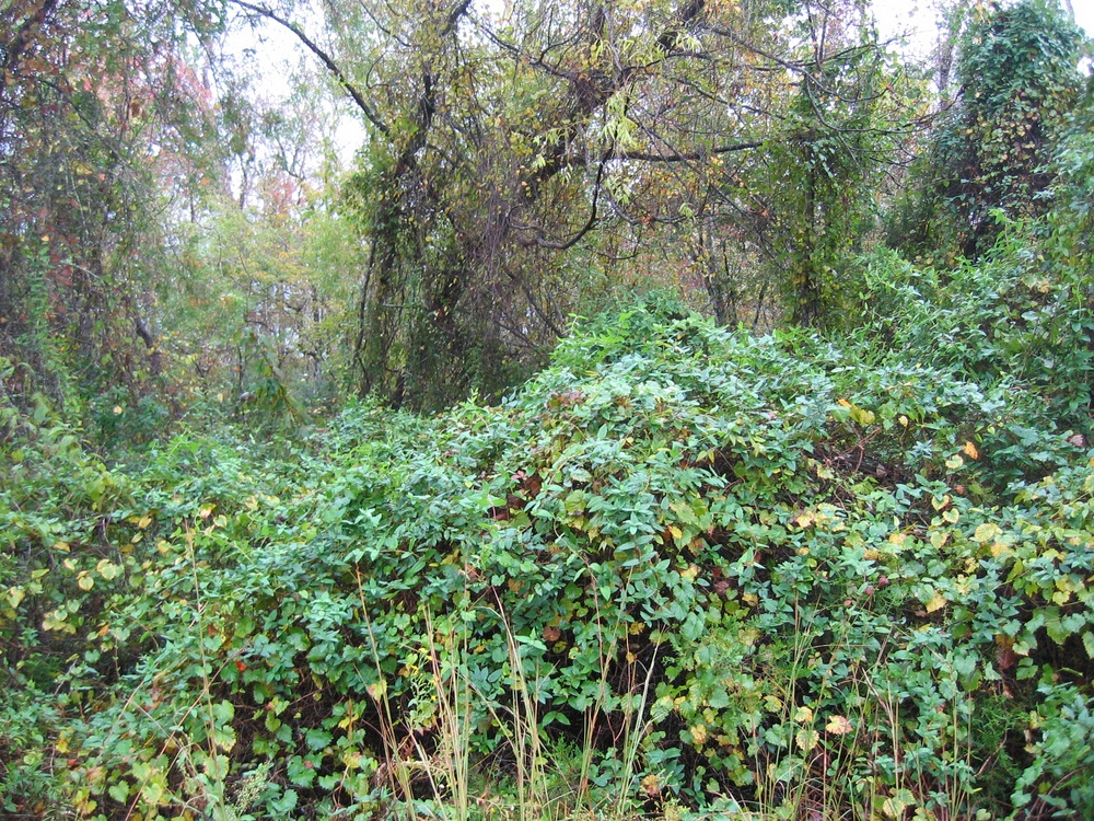 Vigorous growth of Japanese honeysuckle smothering the groundcover and clambering into trees.