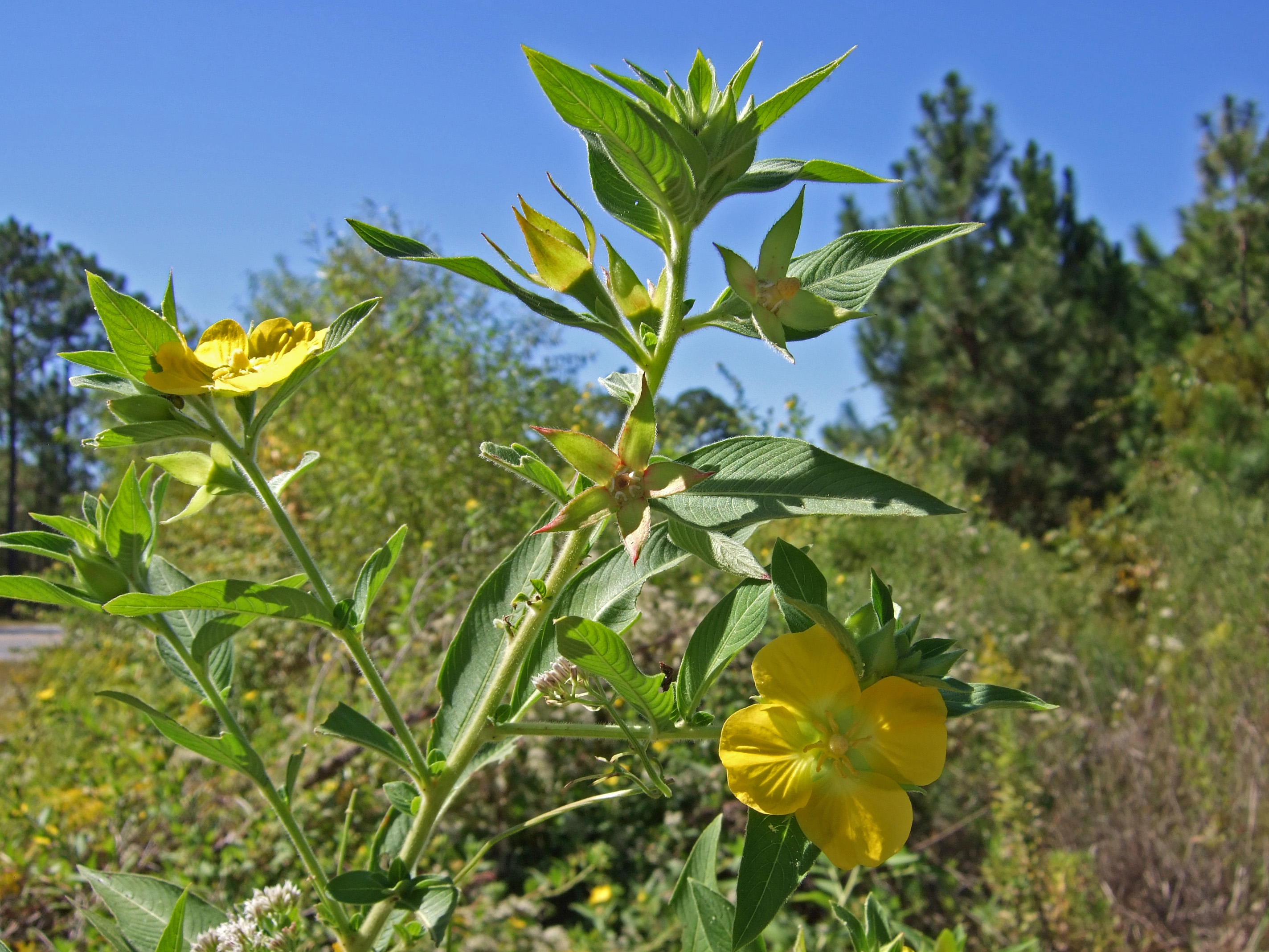 Ludwigia peruviana