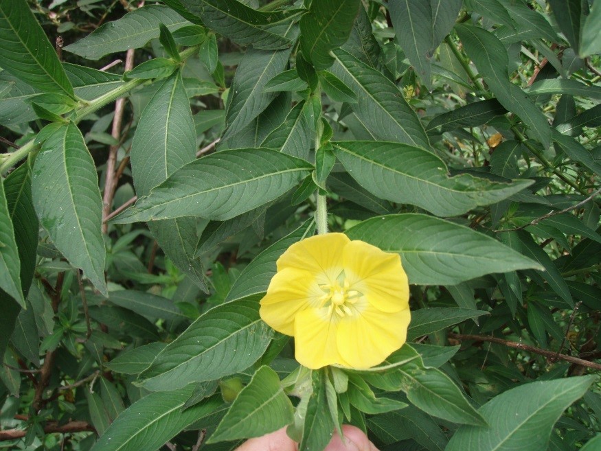 Ludwigia peruviana