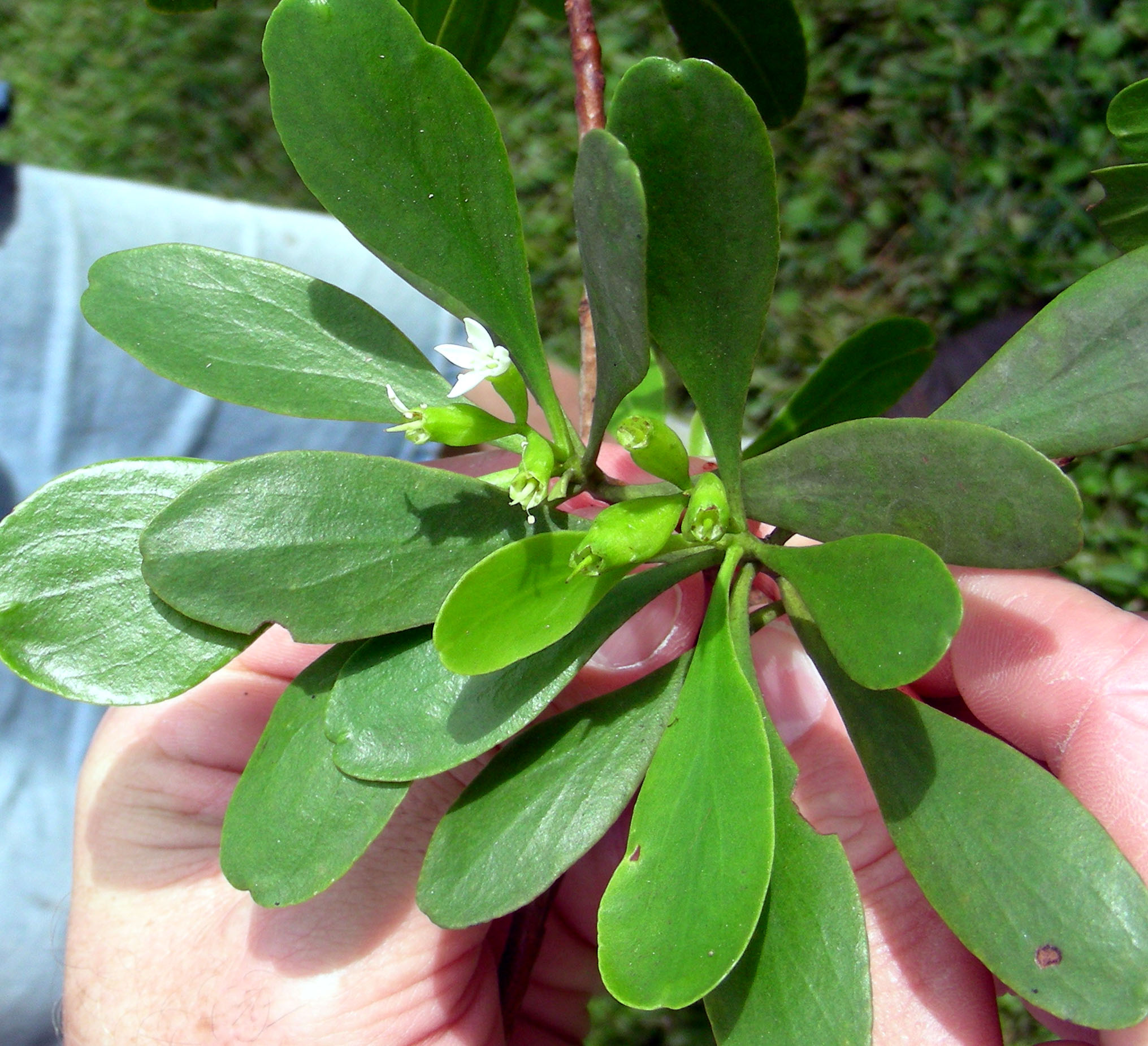 Lumnitzera racemosa