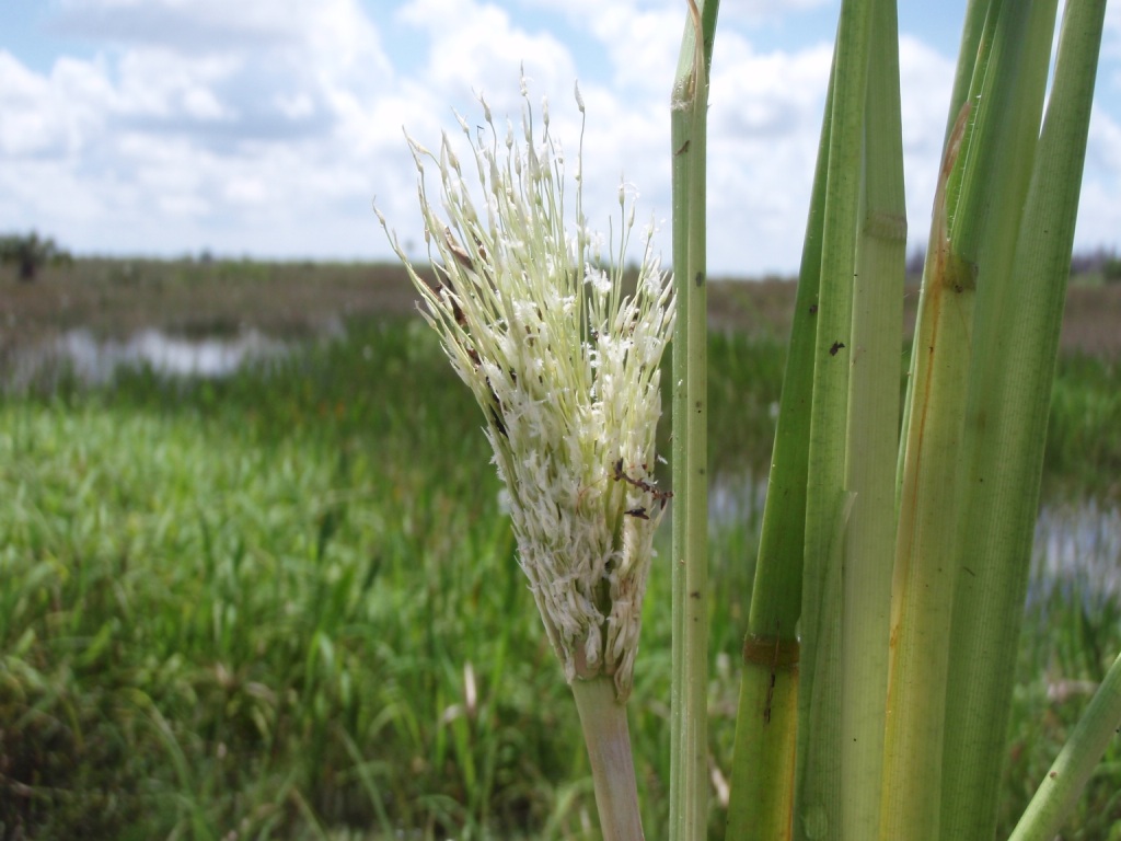 Luziola subintegra