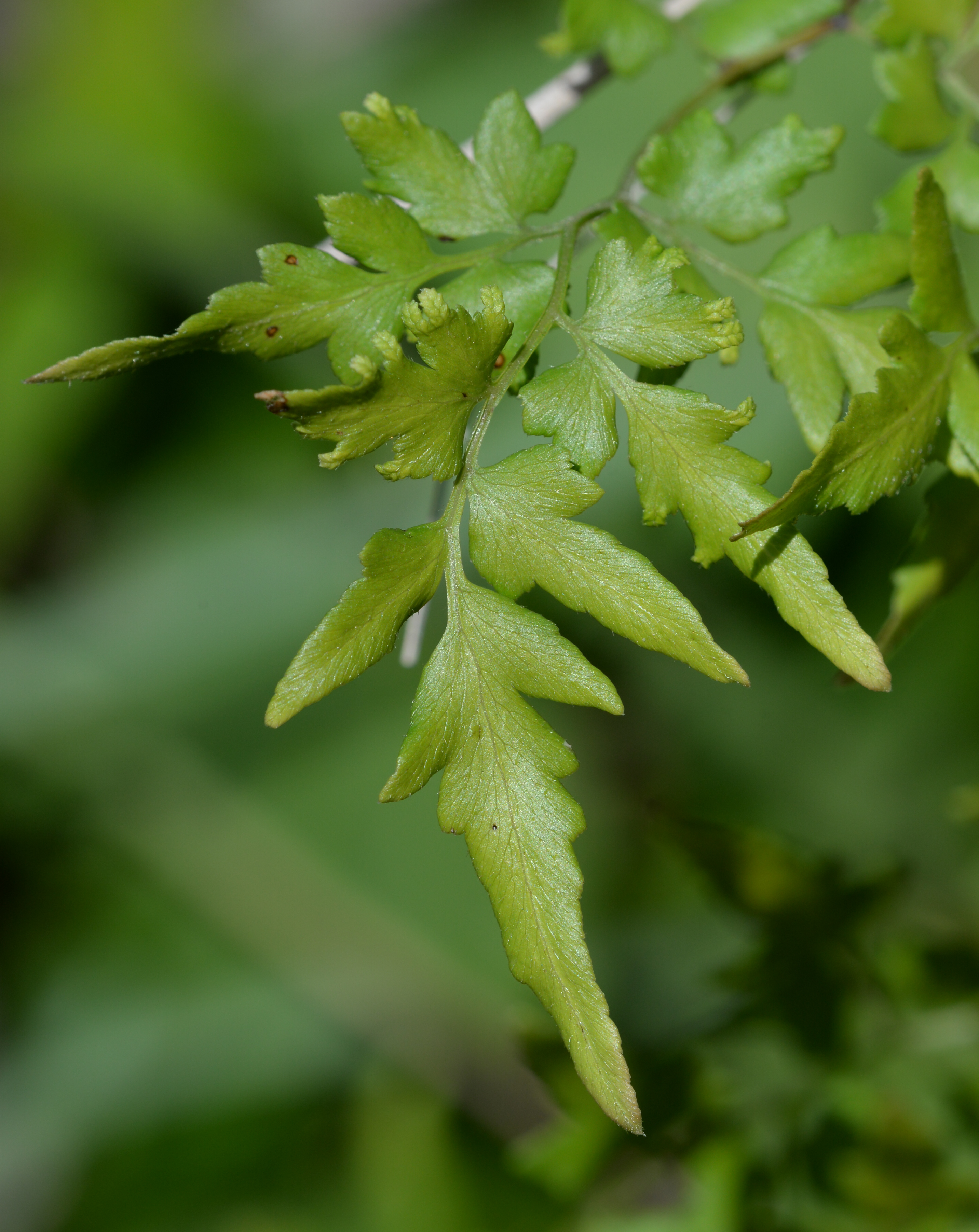 Fertile leaflets showing spores along leaflet margin.