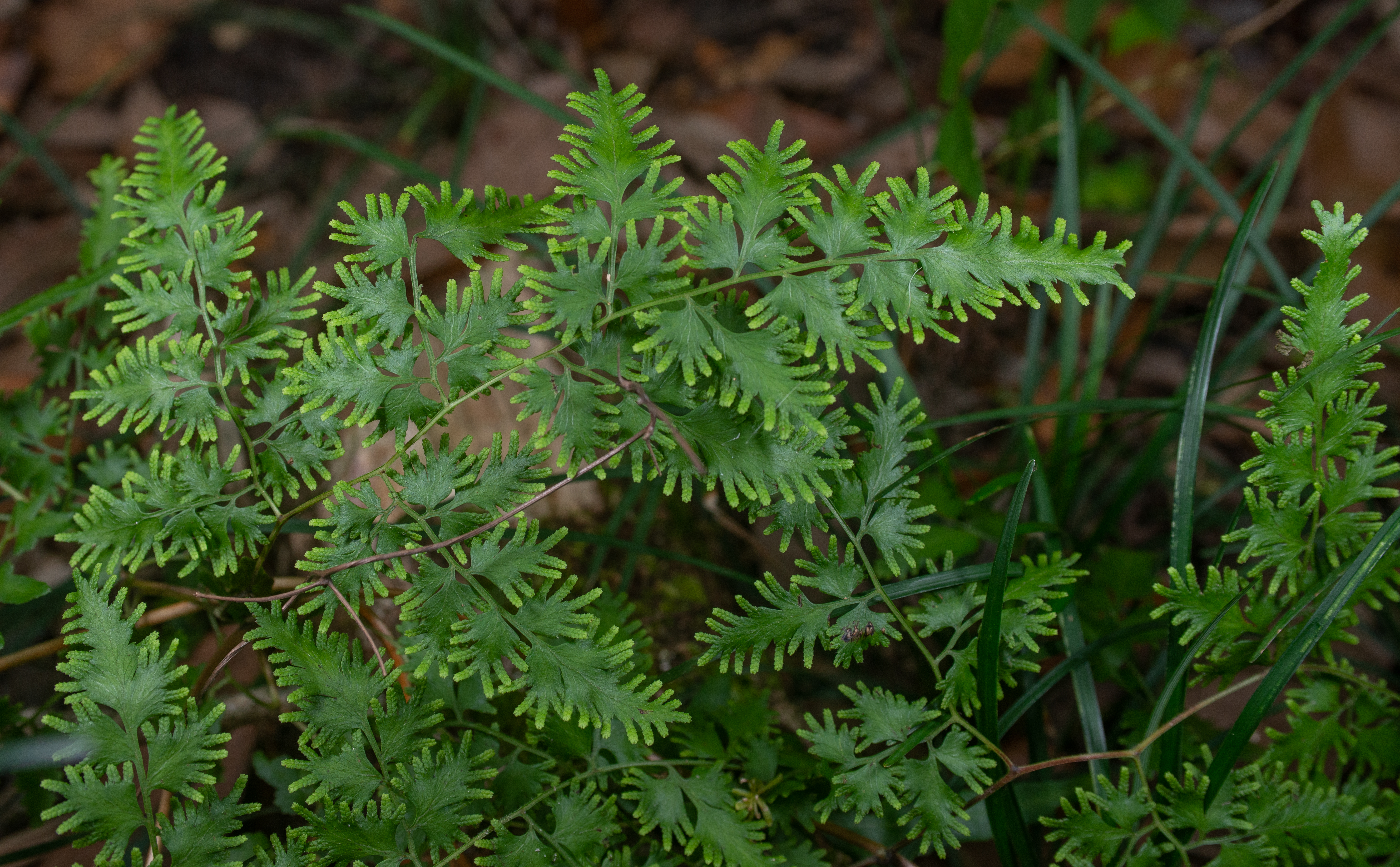 Vegetative, sprawling habit of Japanese climbing fern