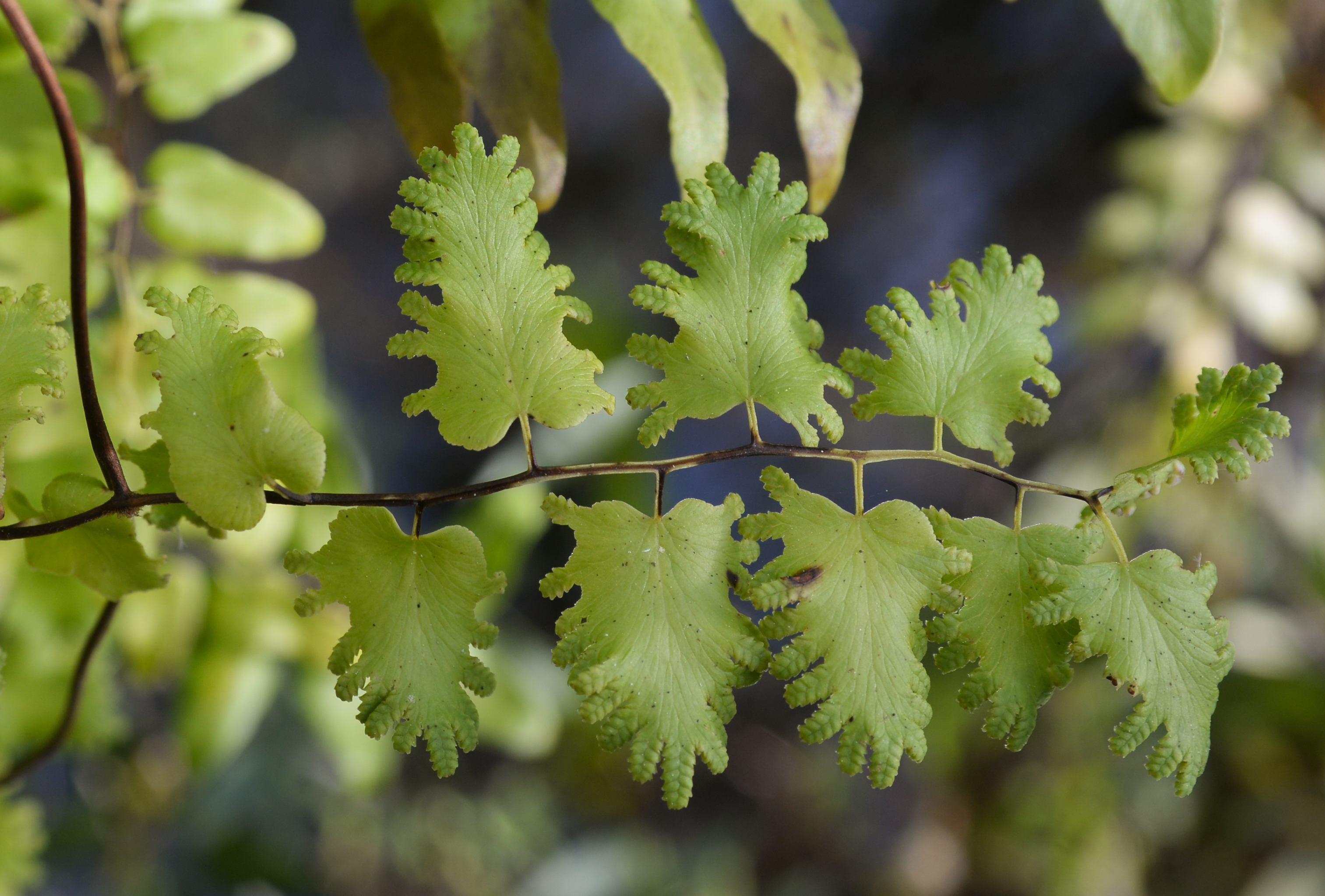 Lygodium microphyllum