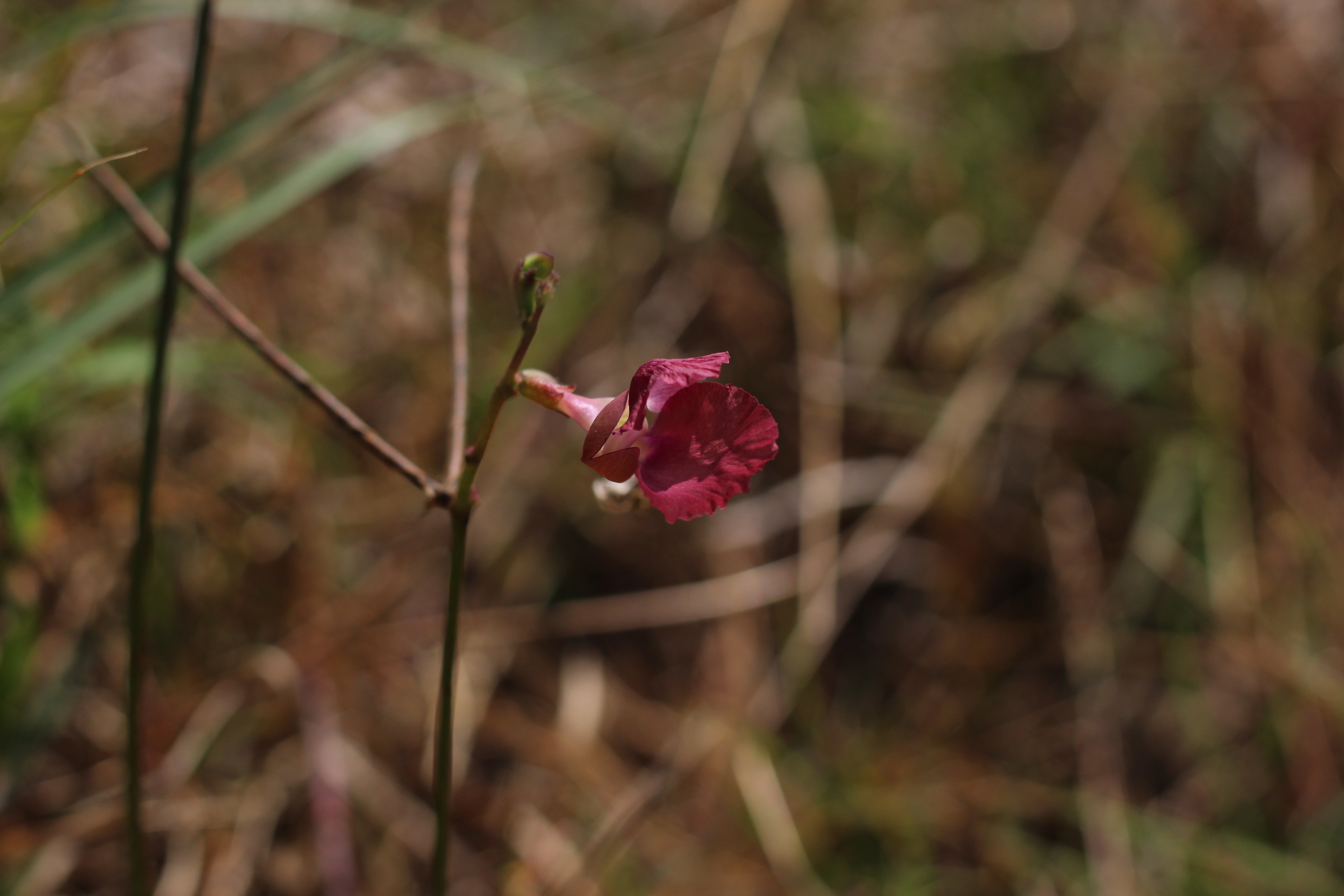 Macroptilium lathyroides