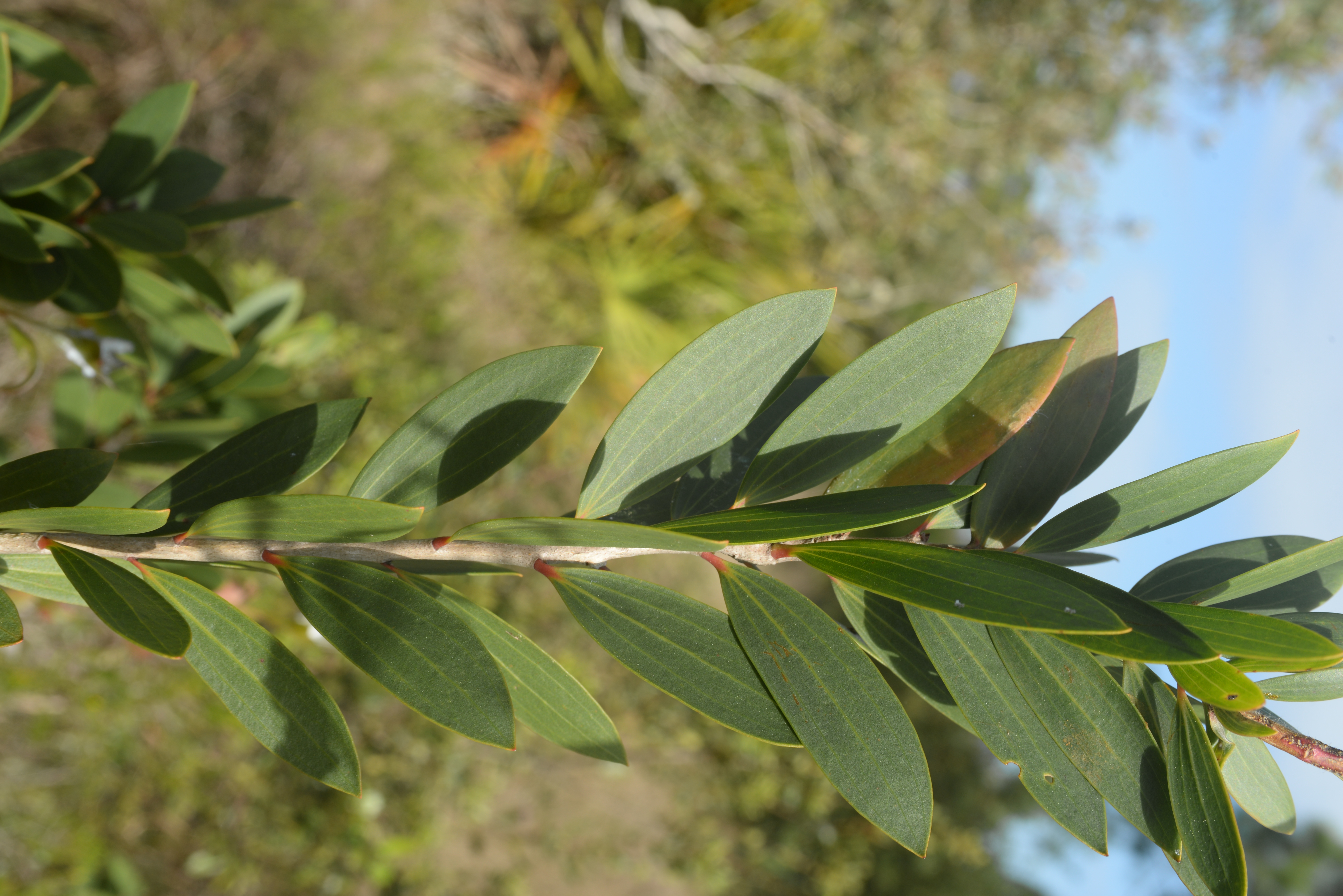 Melaleuca quinquenervia