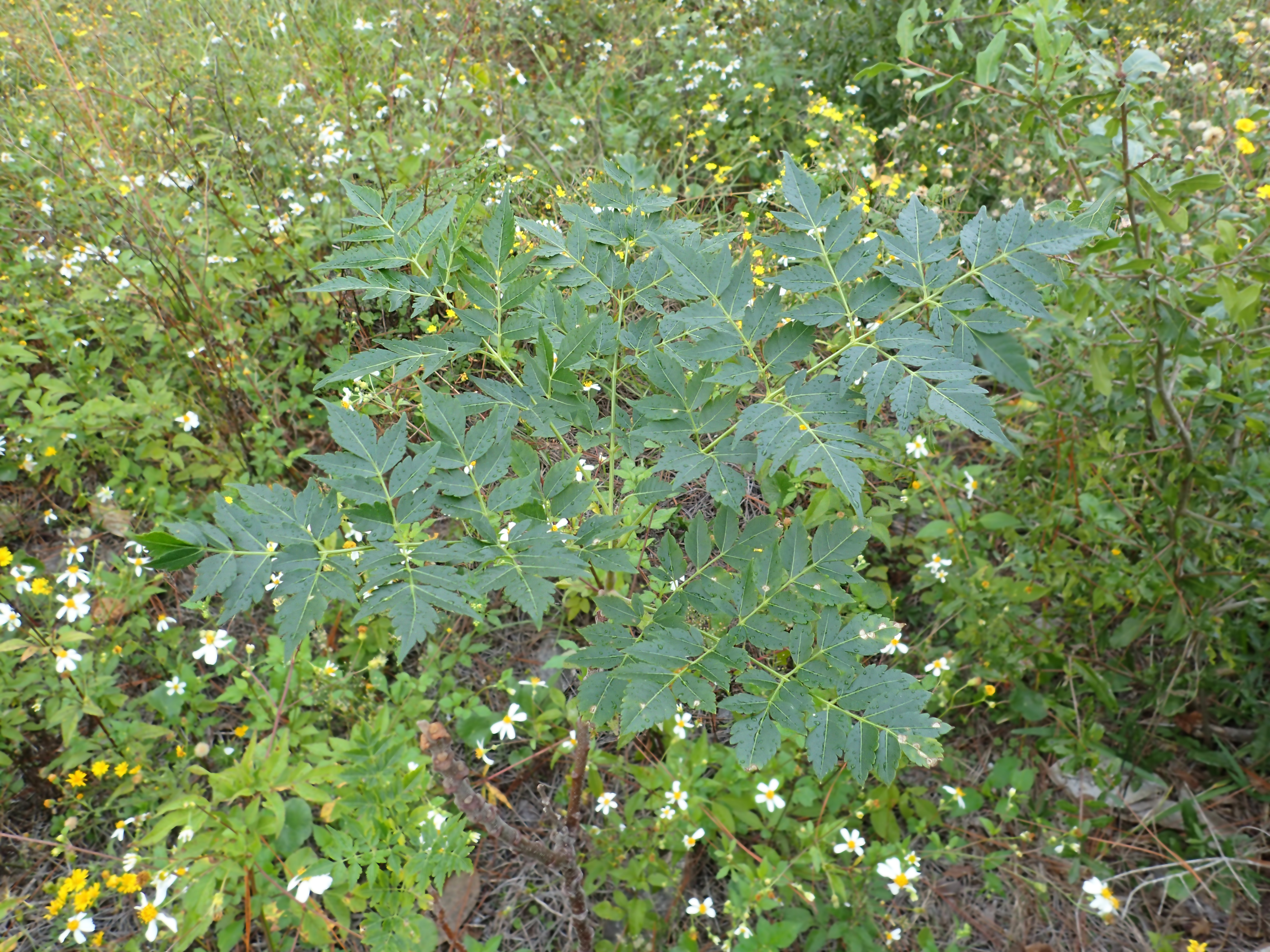 Vegetative habit 