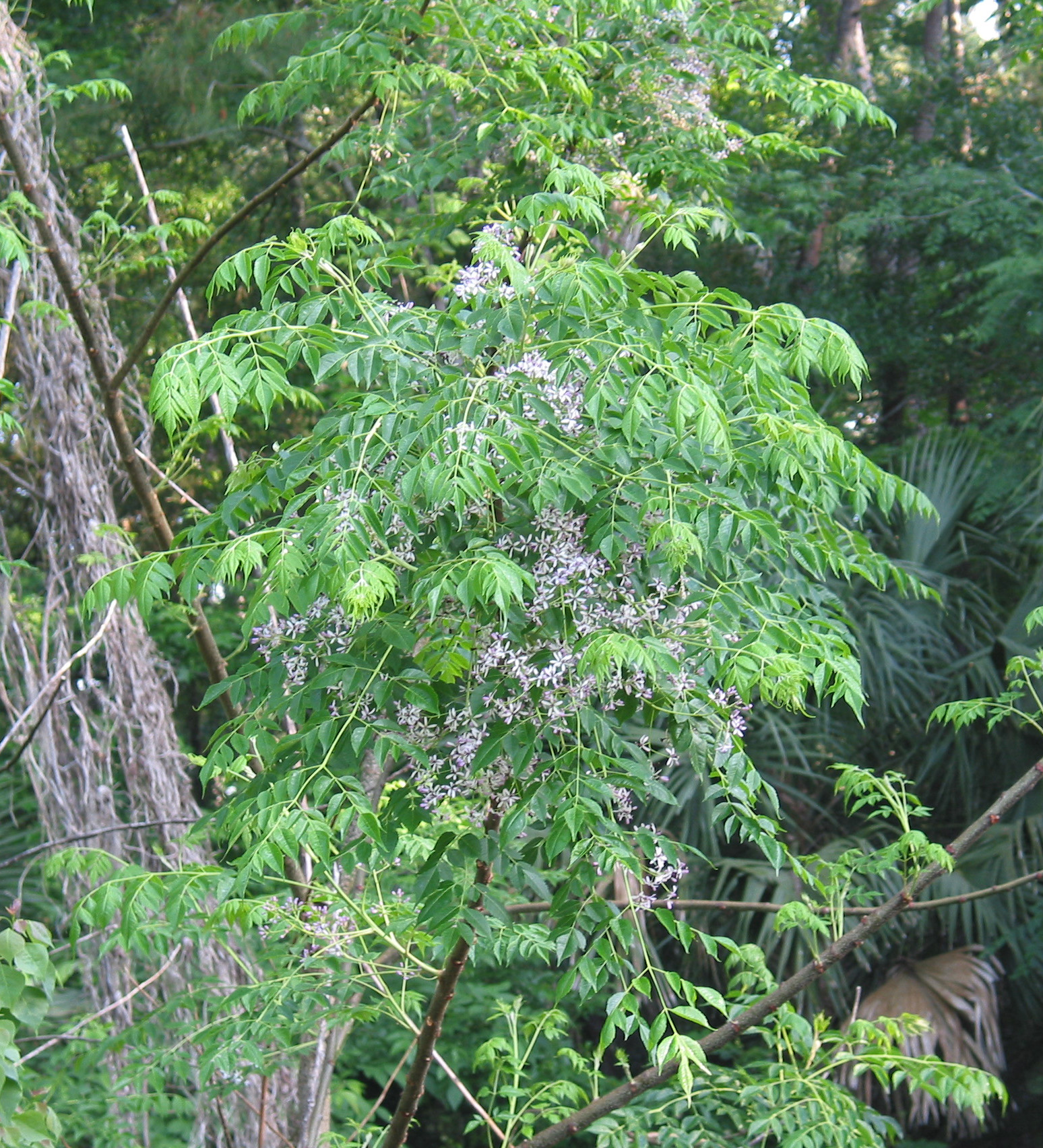 Chinaberry showy flowers