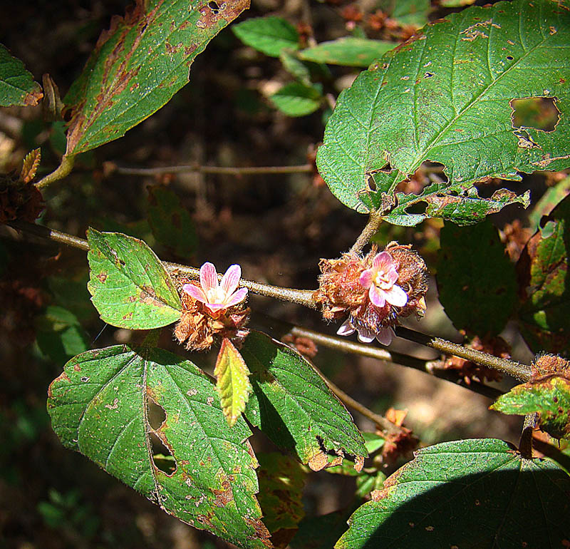 Pink flowers, stems and leaves with herbivore damage