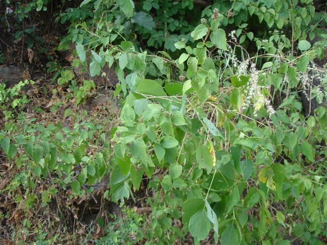 Mucuna pruriens