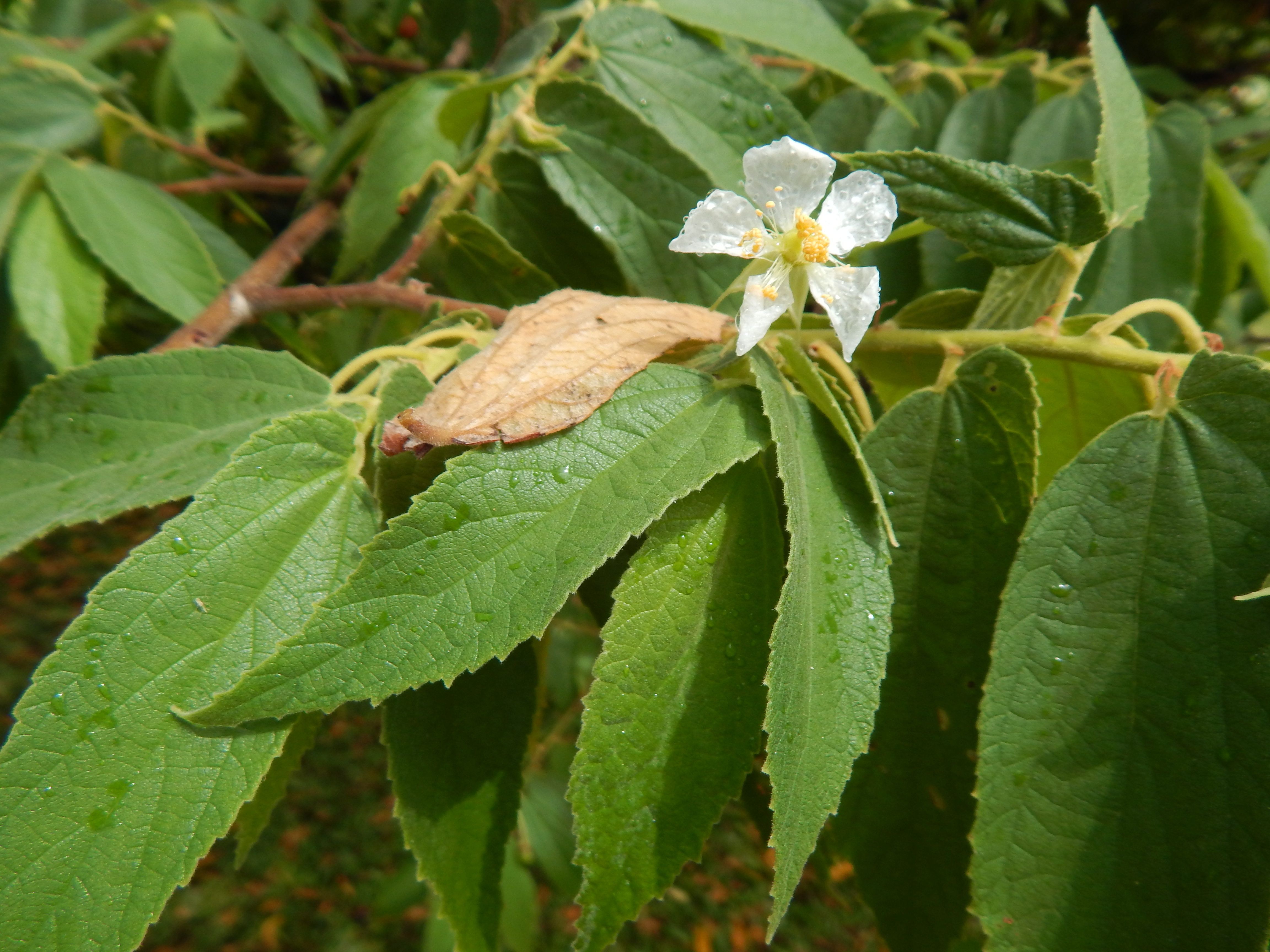 Recently rained on white flower with five petals above a leaved branch